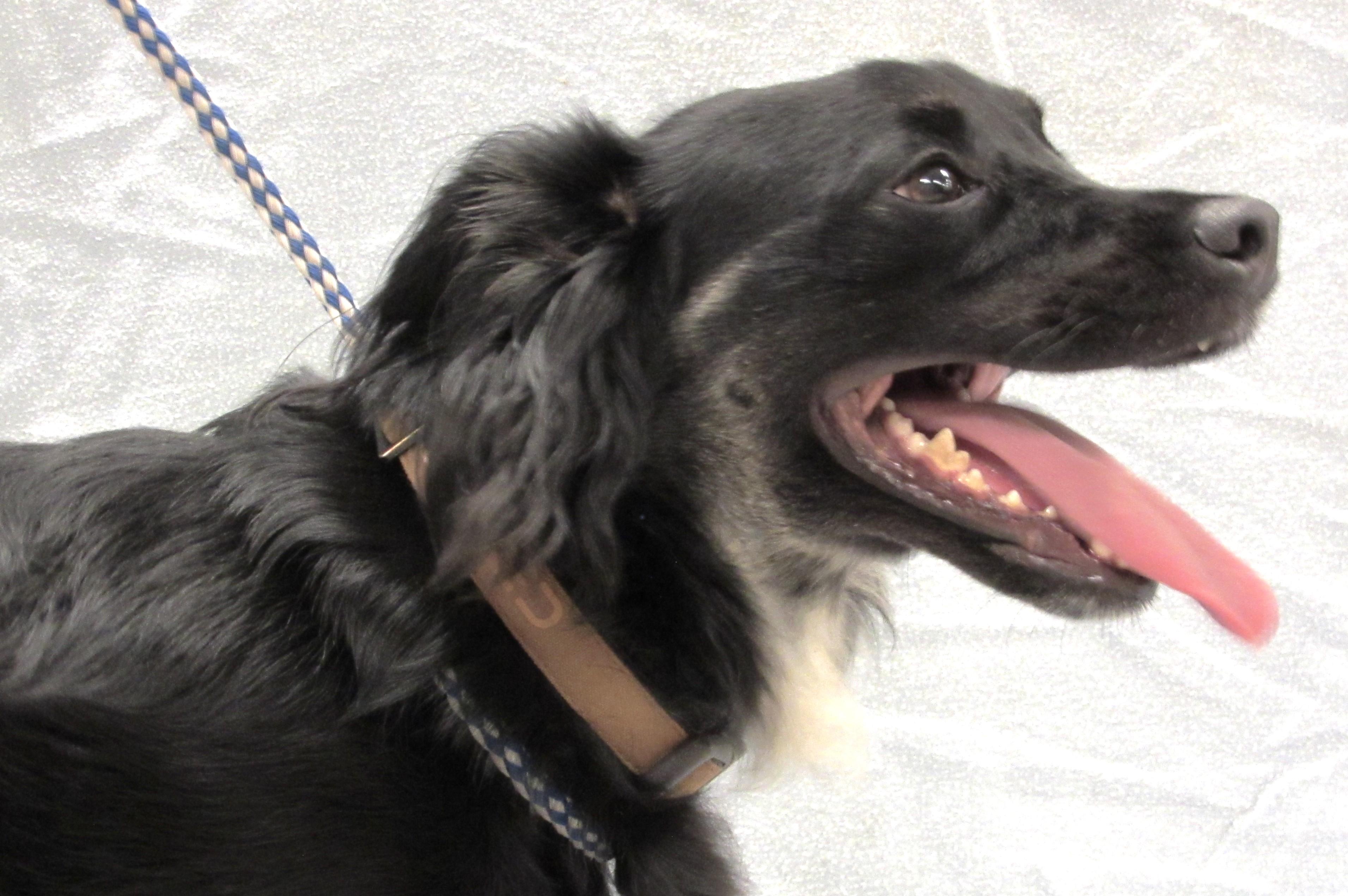 Jasper, a Adoptable mixed breed in Conroe, TX image 4/4