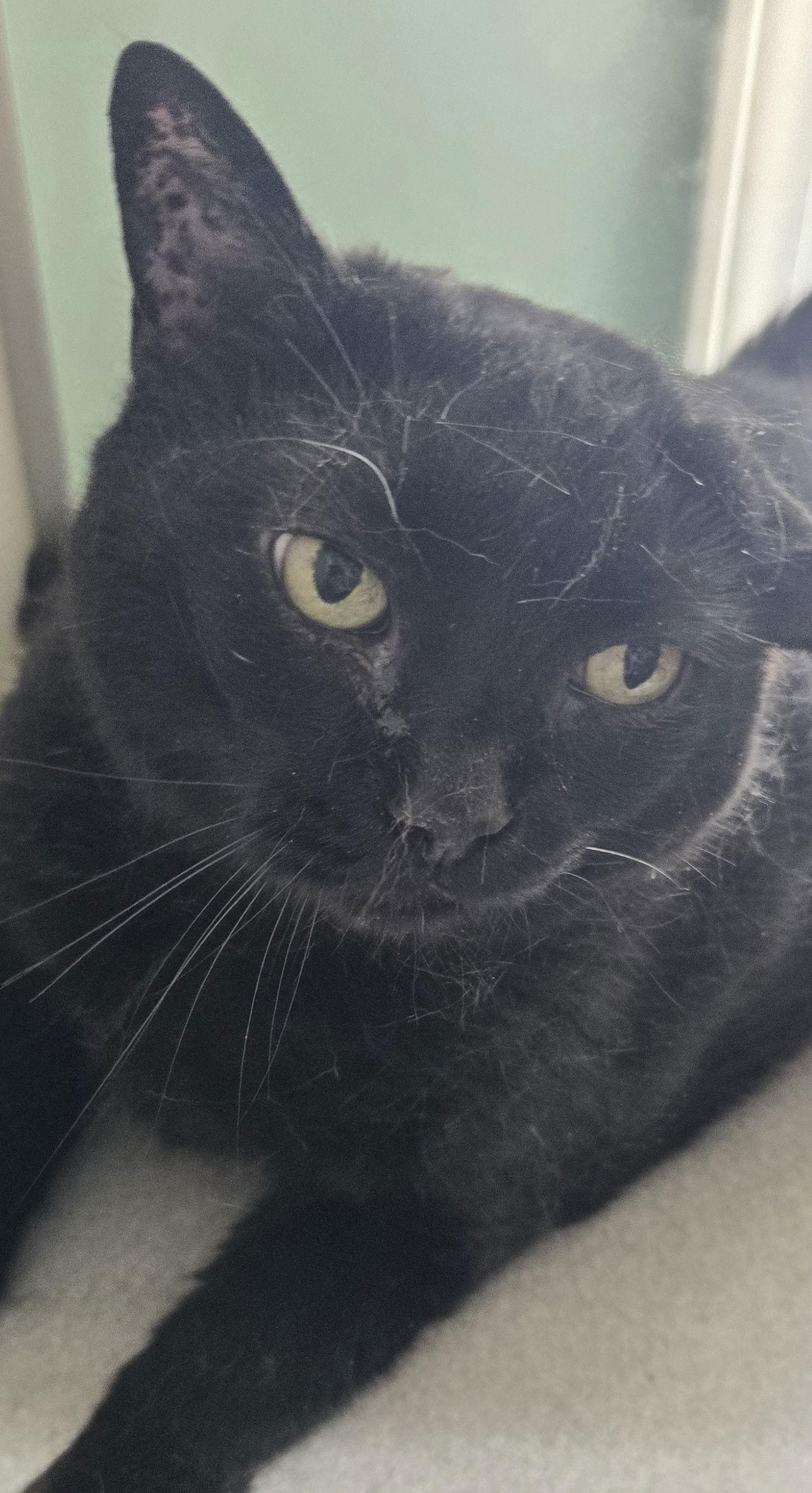 Mama, Adoptable, Adult Female Bombay & Domestic Short Hair.