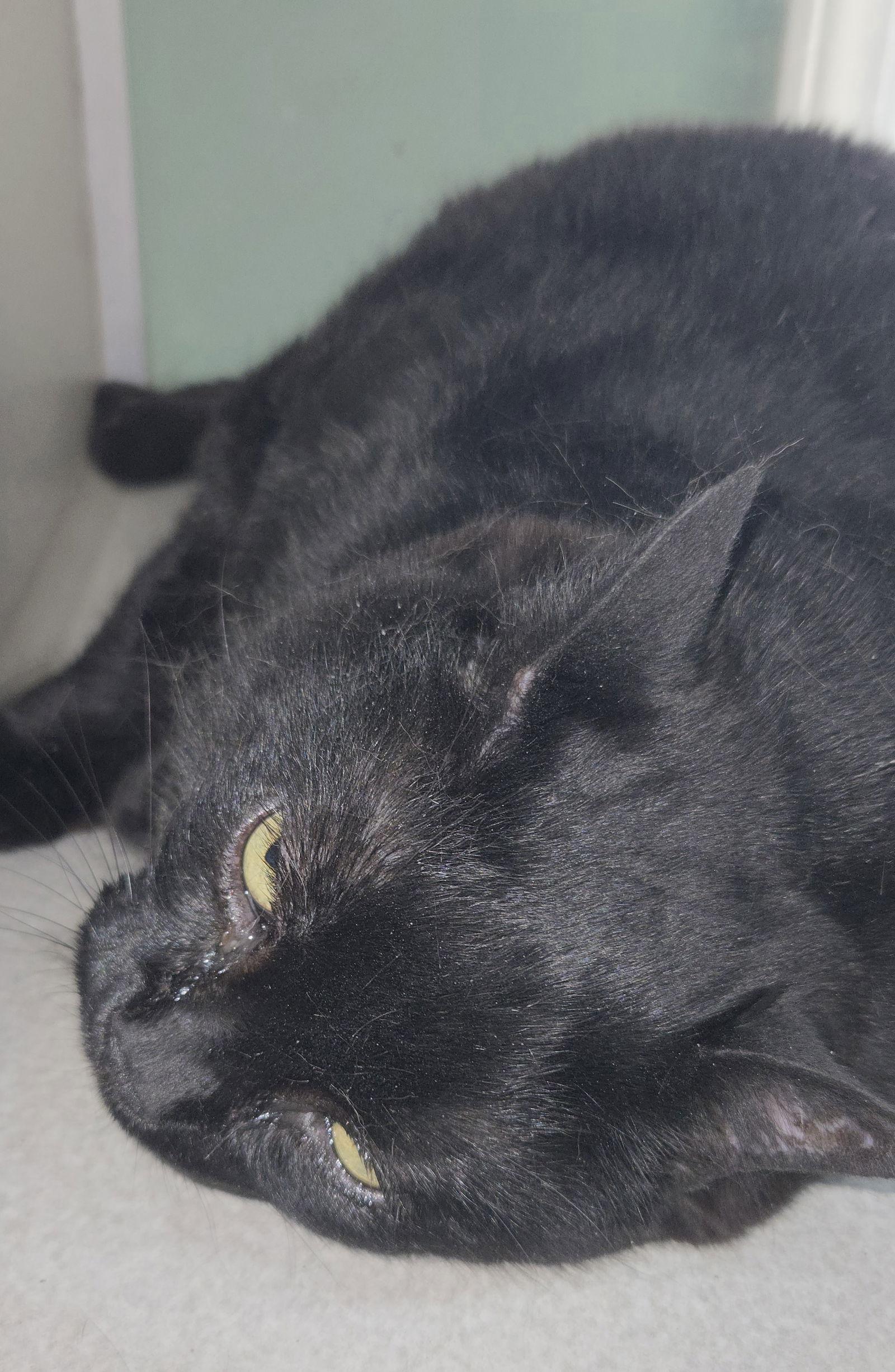 Enlarge Mama, a Adoptable mixed breed in Magnolia Springs, AL image 2/3