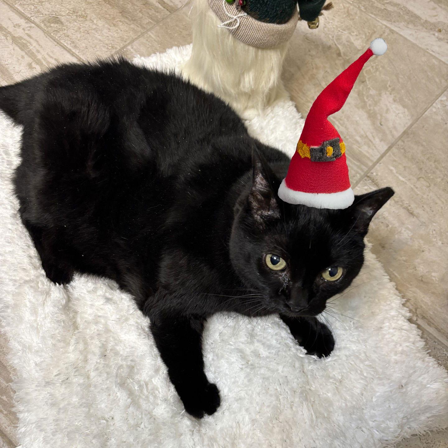 Enlarge Mama, a Adoptable mixed breed in Magnolia Springs, AL image 3/3