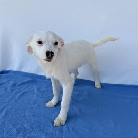Henry the Green Engine, Adoptable, Puppy Male Australian Shepherd & Mixed Breed.