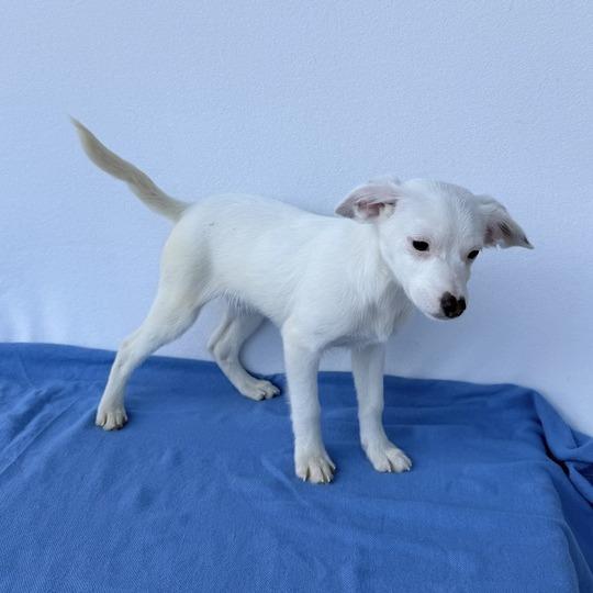 Enlarge Henry the Green Engine, a Adoptable mixed breed in Carencro, LA image 2/4