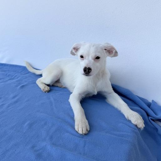 Enlarge Henry the Green Engine, a Adoptable mixed breed in Carencro, LA image 3/4
