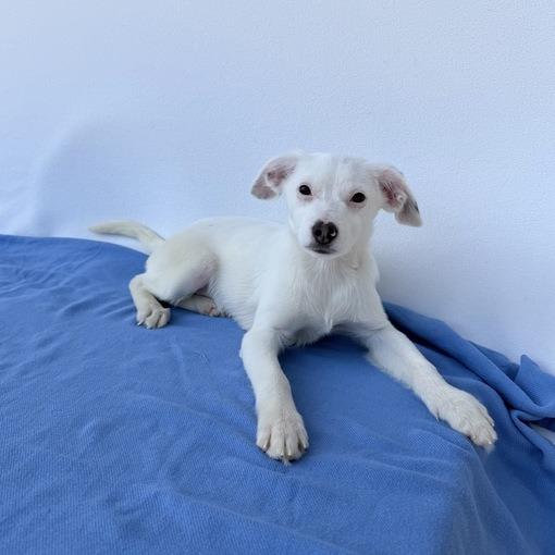 Enlarge Henry the Green Engine, a Adoptable mixed breed in Carencro, LA image 4/4