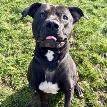 Pepsi, ADOPTABLE, Adult Female Mixed Breed.