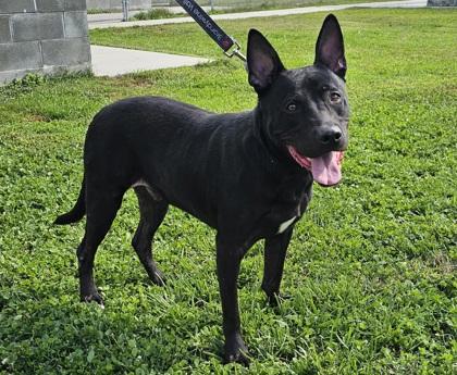 Jelly Rollover fka Dog 16