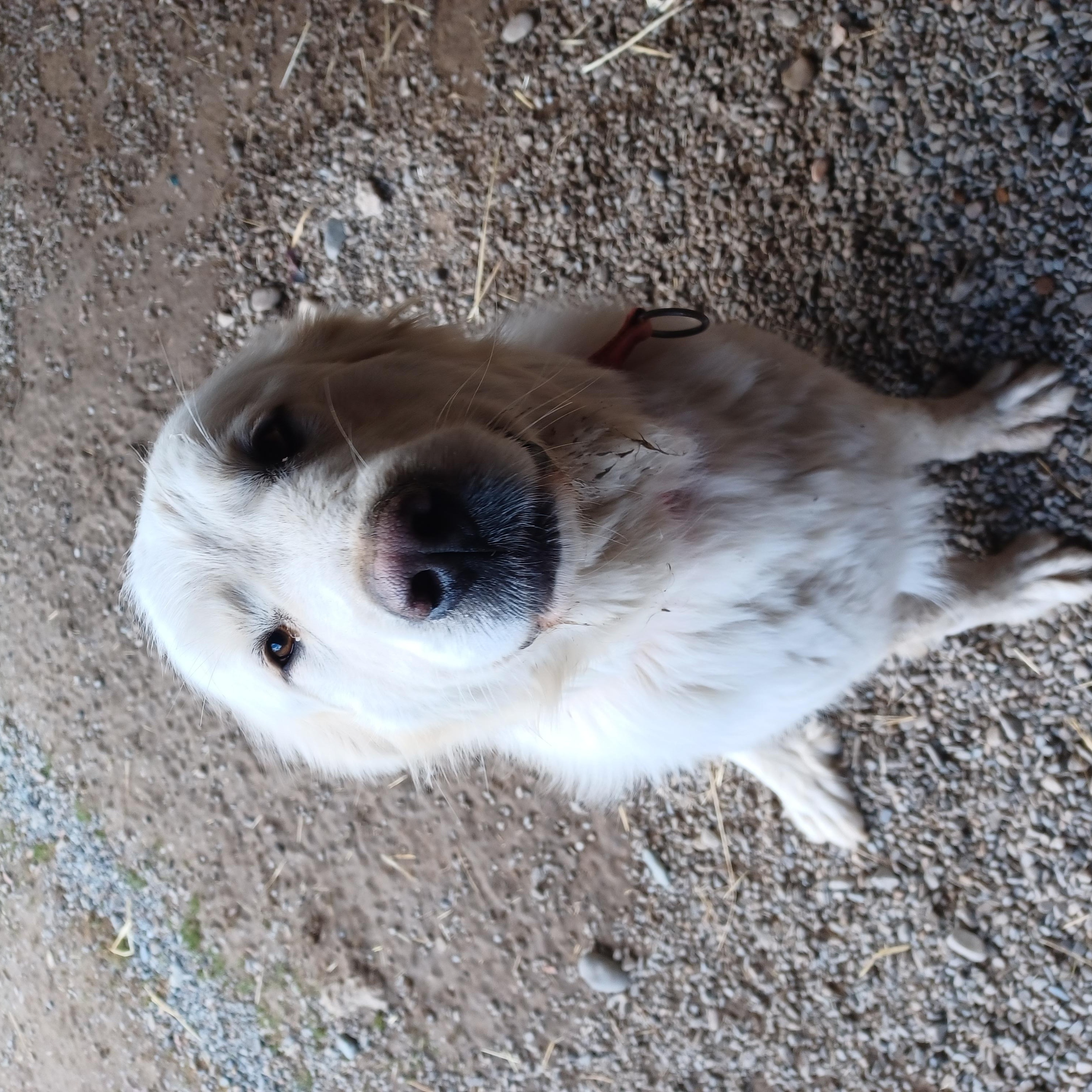 Enlarge Lana, an adopted mixed breed in Bonners Ferry, ID image 4/4