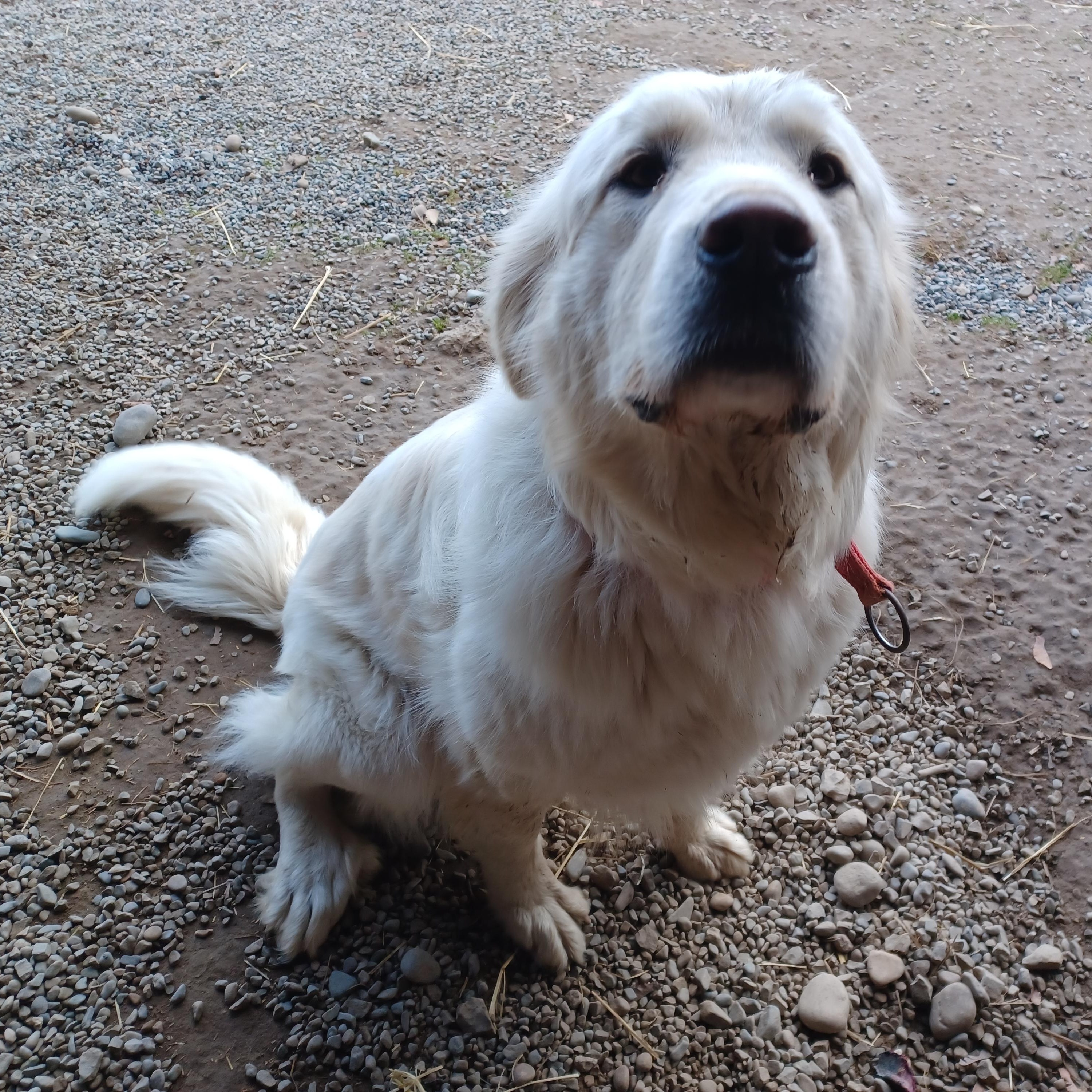 Lana, adopted, Young Female Great Pyrenees & Anatolian Shepherd.