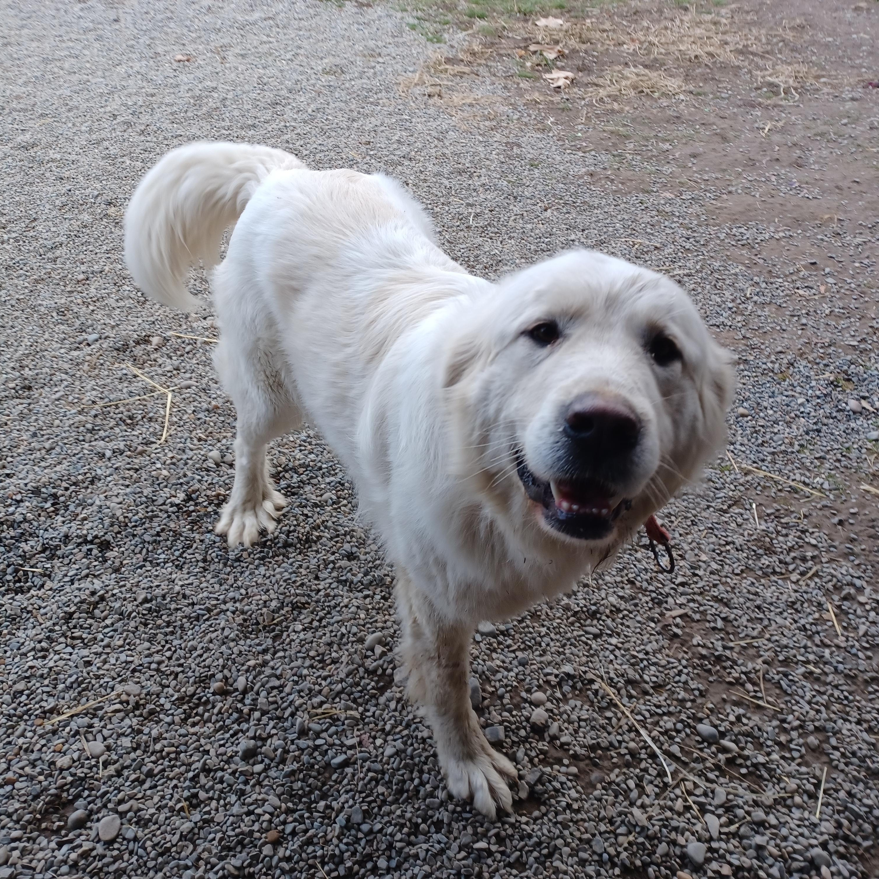 Enlarge Lana, an adopted mixed breed in Bonners Ferry, ID image 3/4
