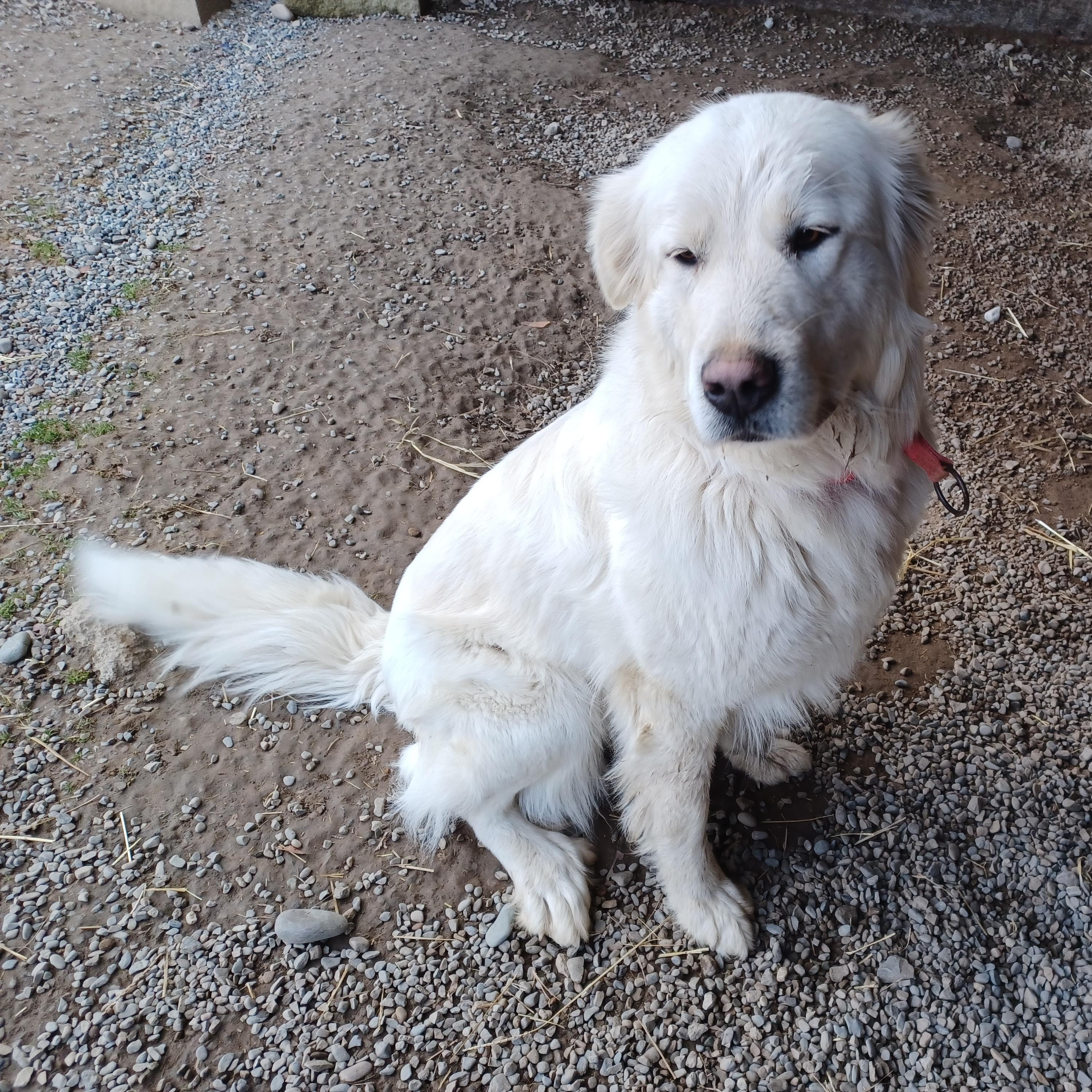 Enlarge Lana, an adopted mixed breed in Bonners Ferry, ID image 2/4