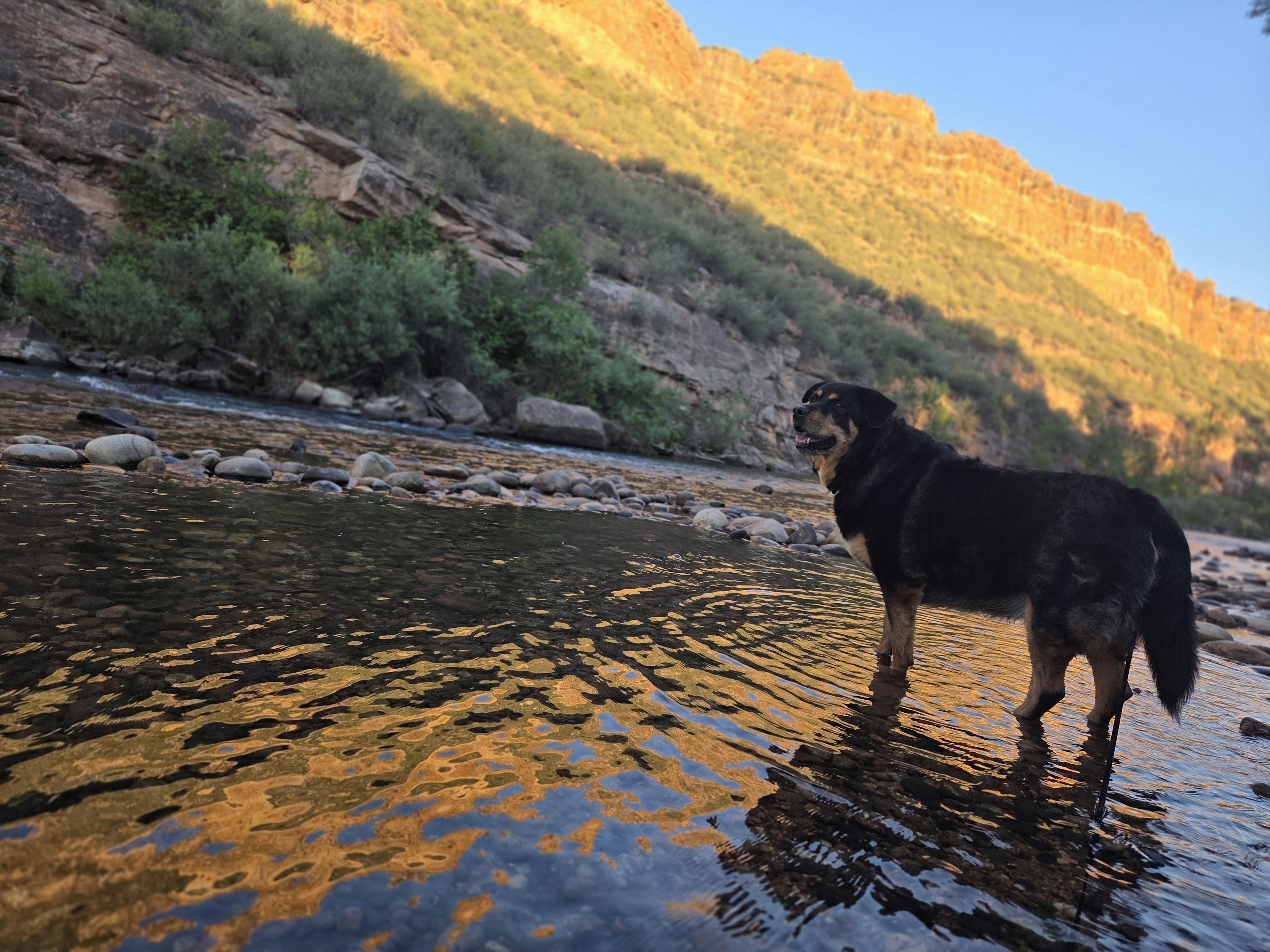 Taco (Tank), a ADOPTABLE mixed breed in Carr, CO image 6/6