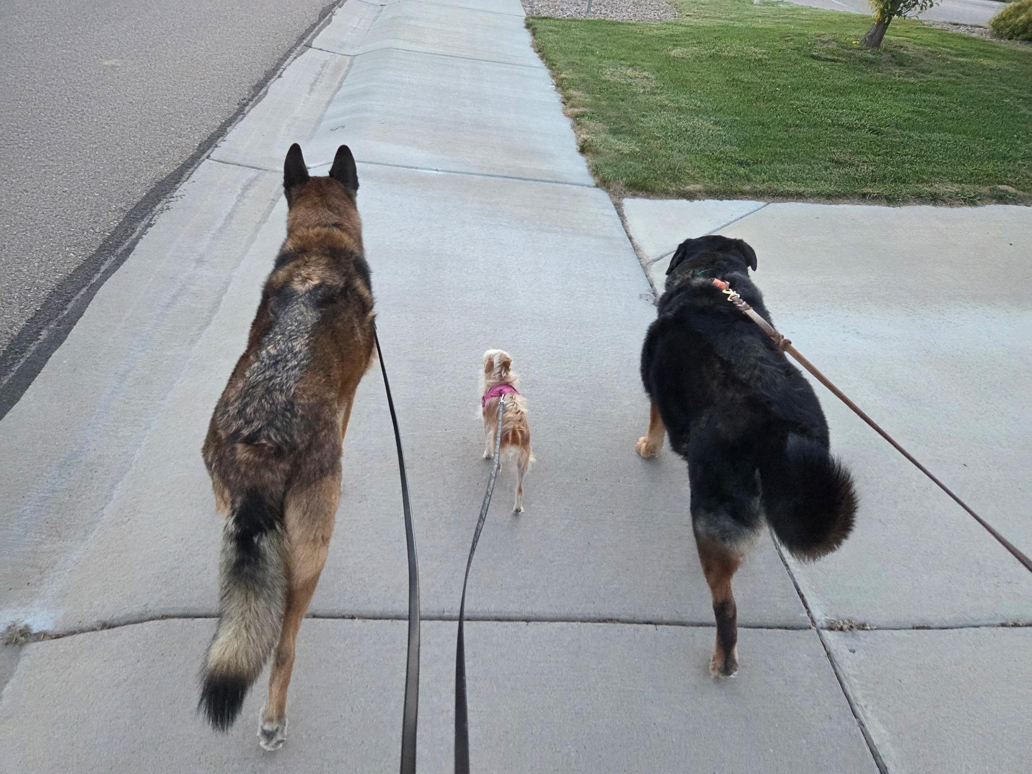 Taco (Tank), a ADOPTABLE mixed breed in Carr, CO image 5/6