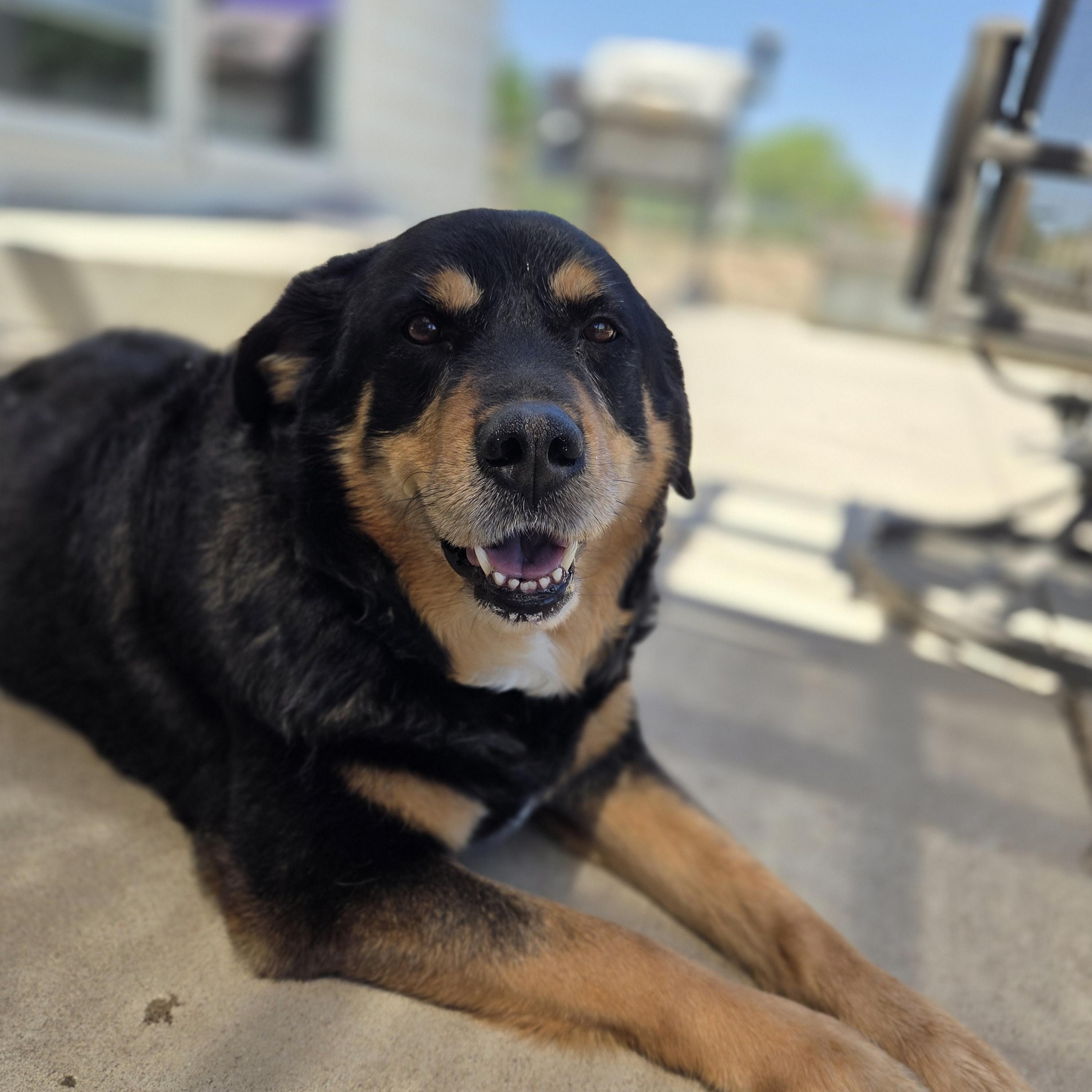 Taco (Tank), a ADOPTABLE mixed breed in Carr, CO image 3/6