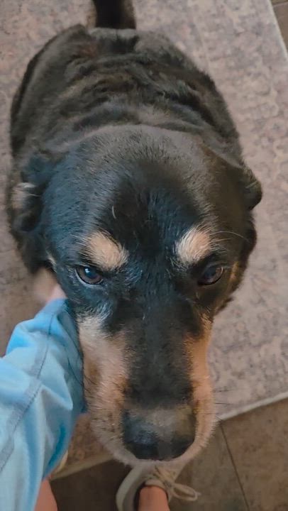 Enlarge Taco (Tank), a ADOPTABLE mixed breed in Carr, CO video 2/6