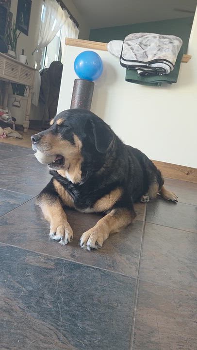 Enlarge Taco (Tank), a ADOPTABLE mixed breed in Carr, CO video 4/6
