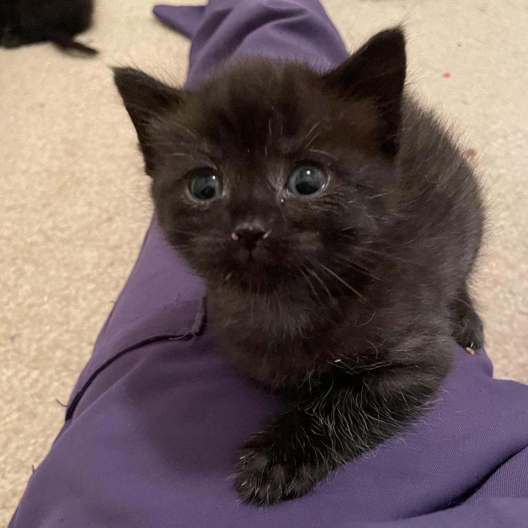 Enlarge Black 1, a Adoptable Domestic Short Hair in Springboro, OH image 1/1