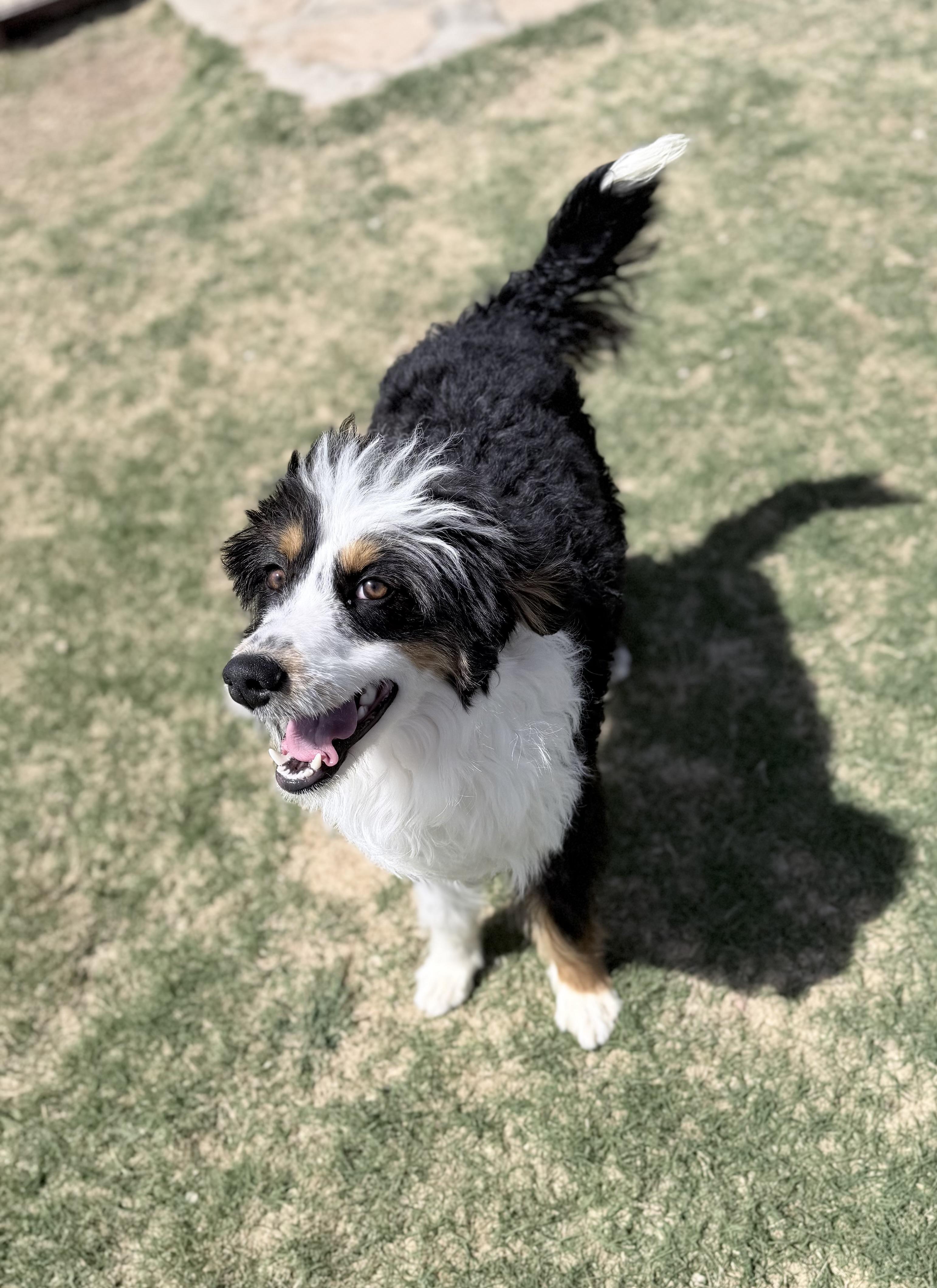 Enlarge BANJO, an adopted mixed breed in Tacoma, WA image 2/5