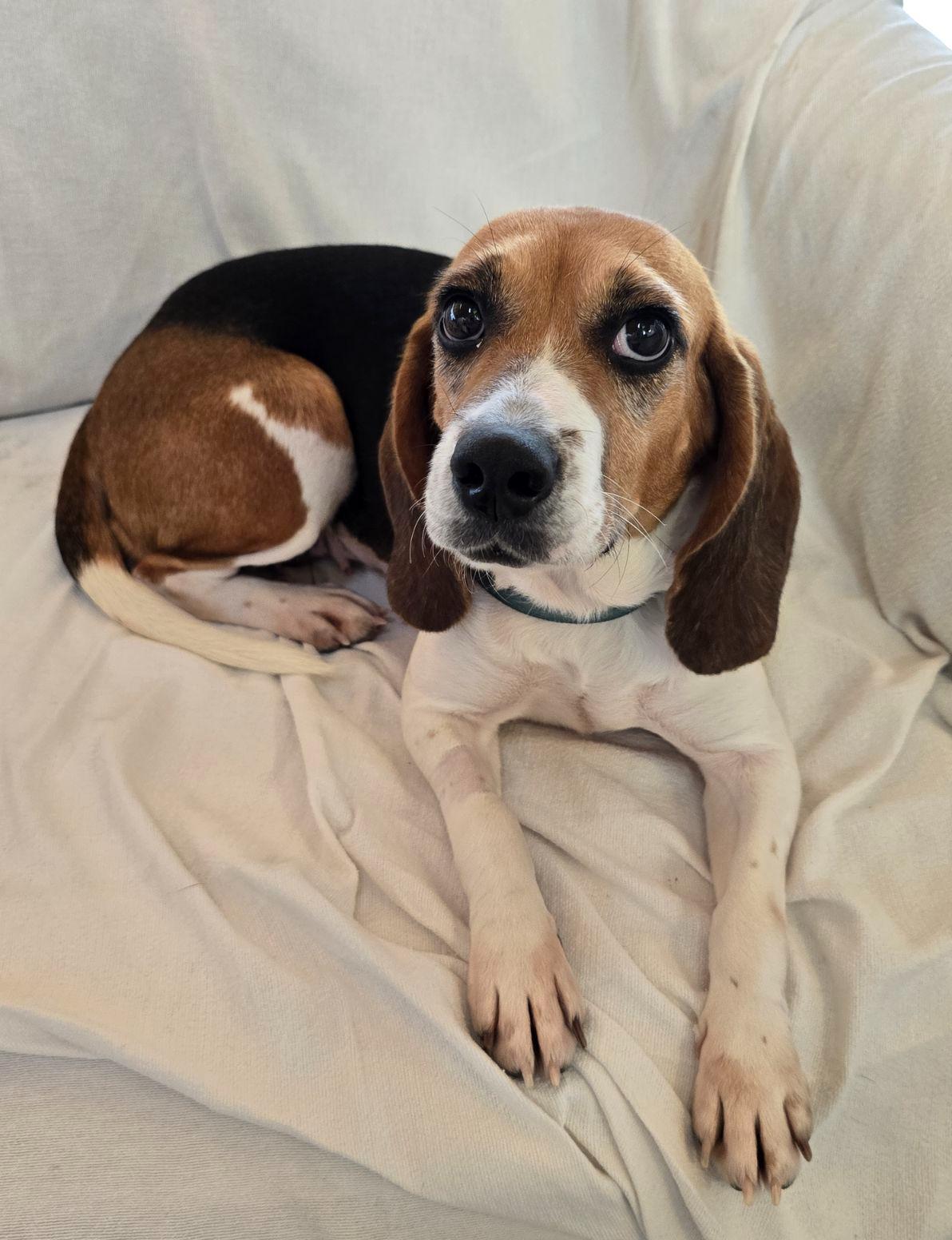 Vera, an adoptable Beagle in Hartville, WY, 82215 | Photo Image 1