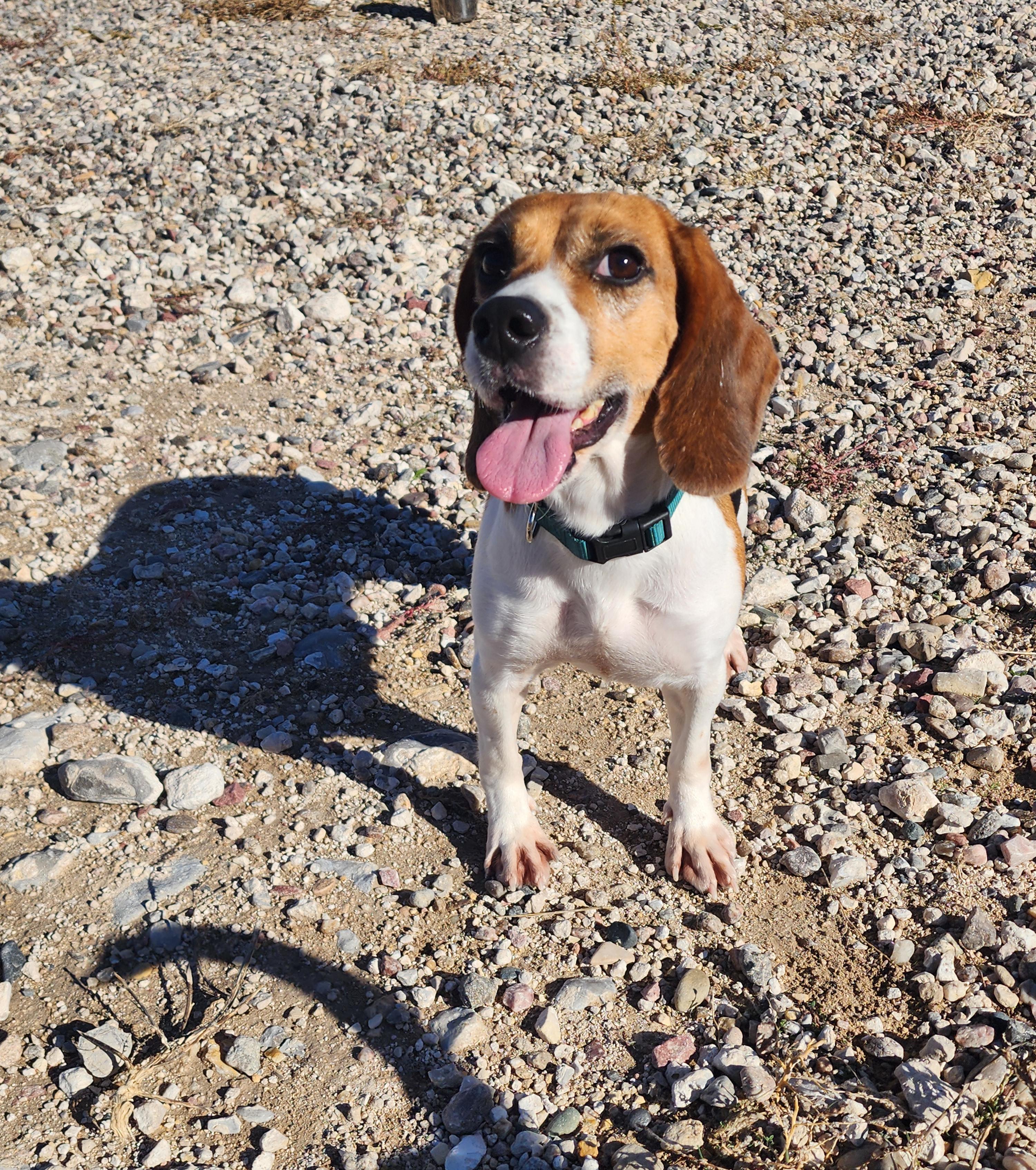 Vera, an adoptable Beagle in Hartville, WY, 82215 | Photo Image 3