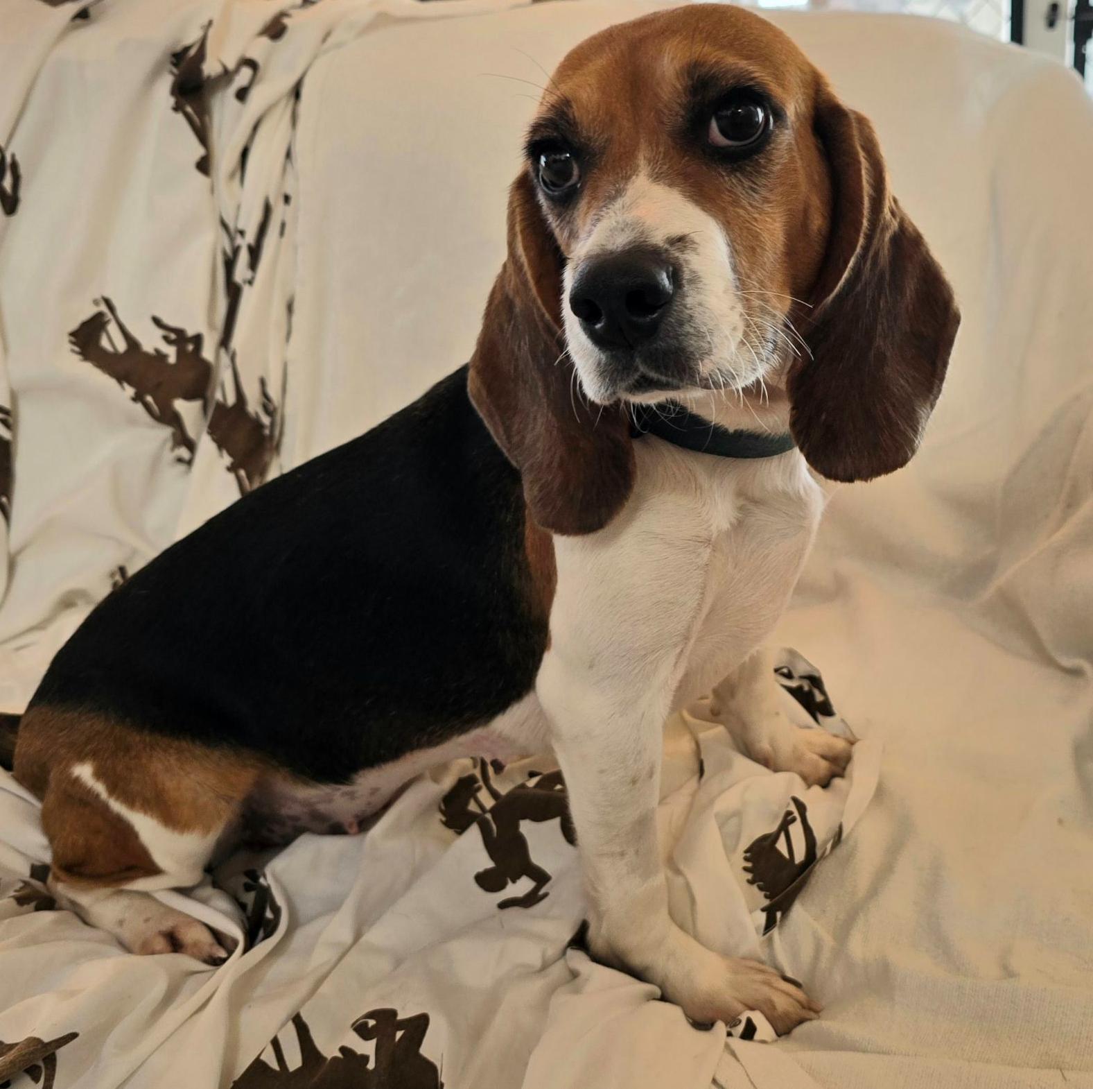 Vera, an adoptable Beagle in Hartville, WY, 82215 | Photo Image 4