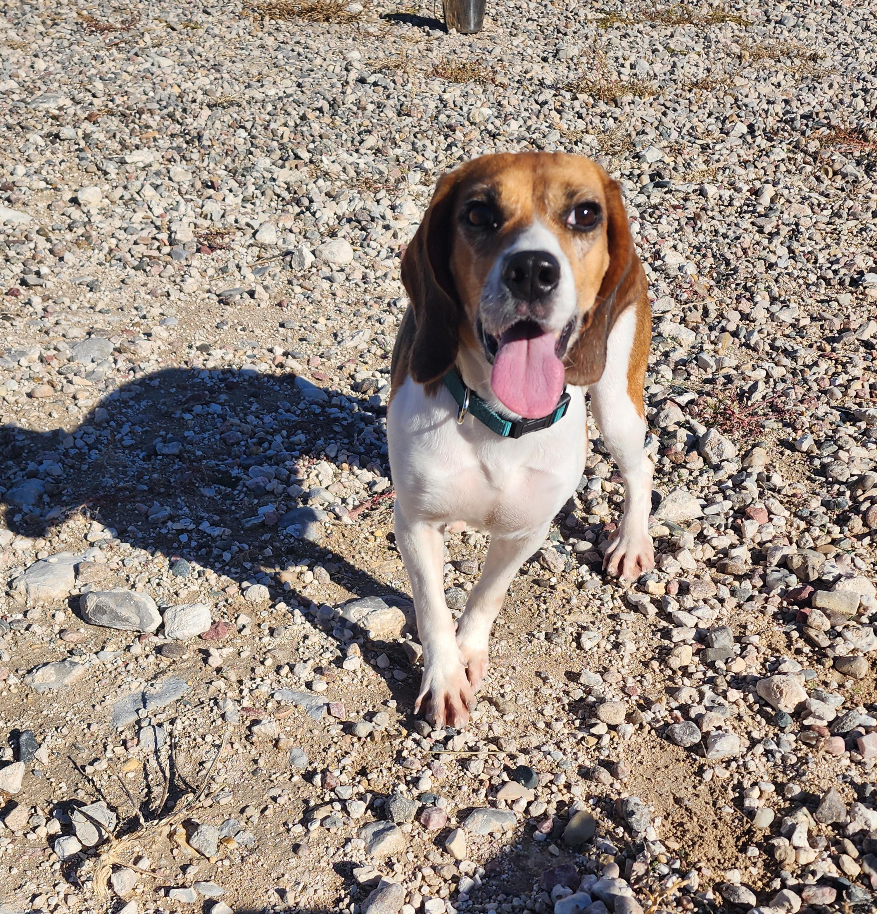 Vera, an adoptable Beagle in Hartville, WY, 82215 | Photo Image 2