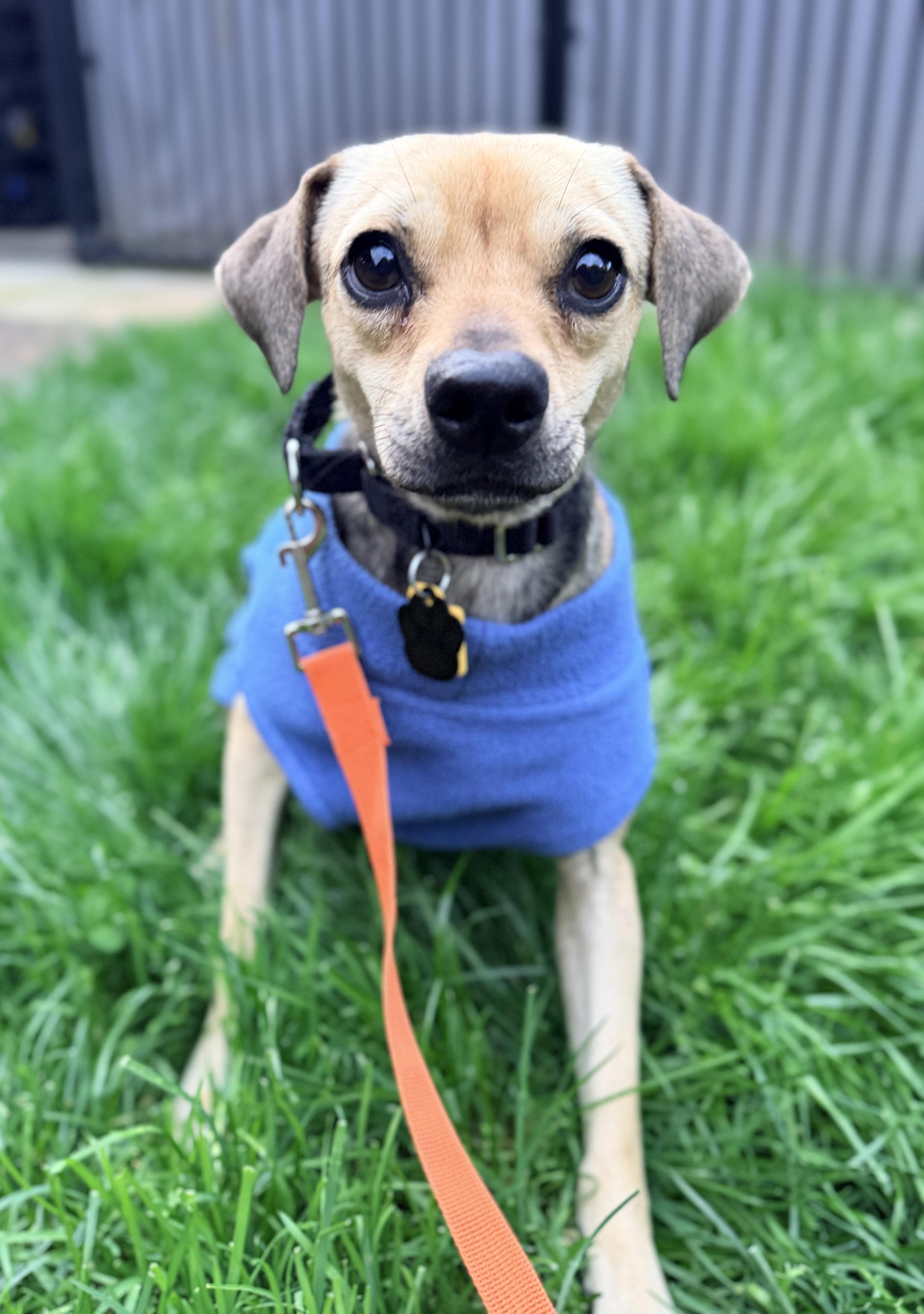 Enlarge Melba, a ADOPTABLE mixed breed in Beavercreek, OR image 2/6
