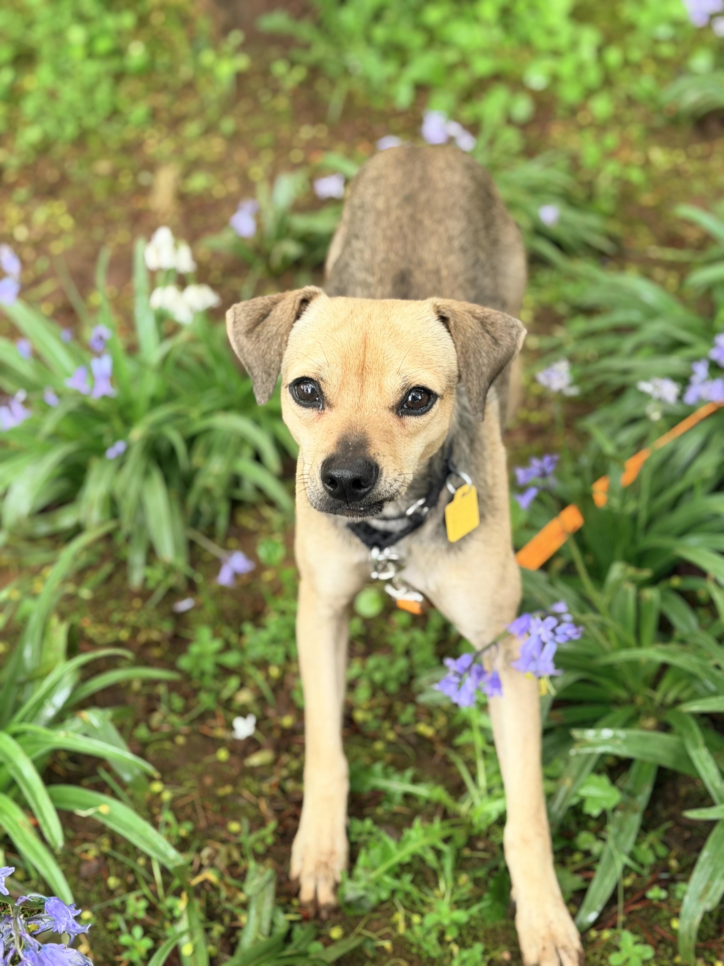Enlarge Melba, a ADOPTABLE mixed breed in Beavercreek, OR image 5/6