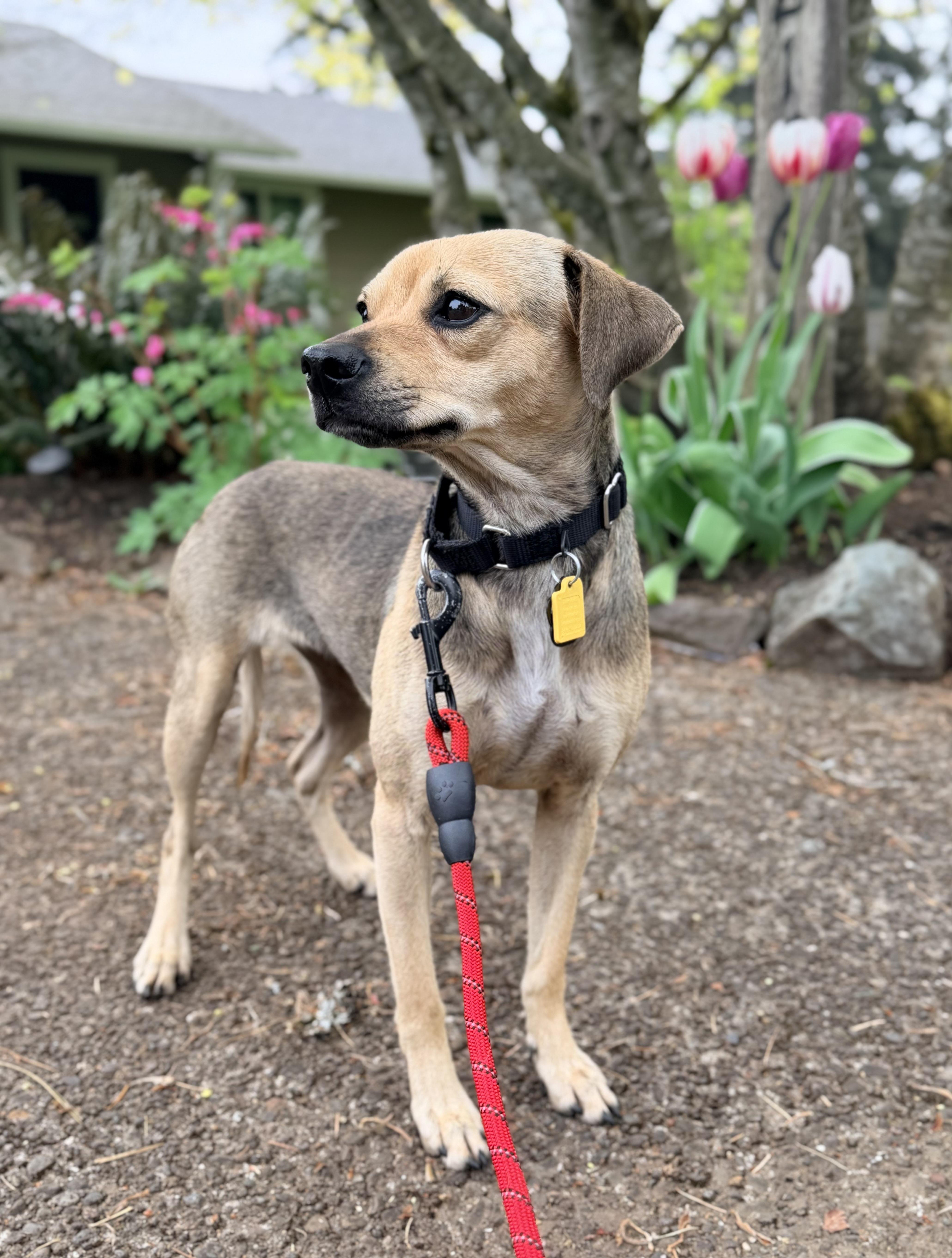 Enlarge Melba, a ADOPTABLE mixed breed in Beavercreek, OR image 3/6