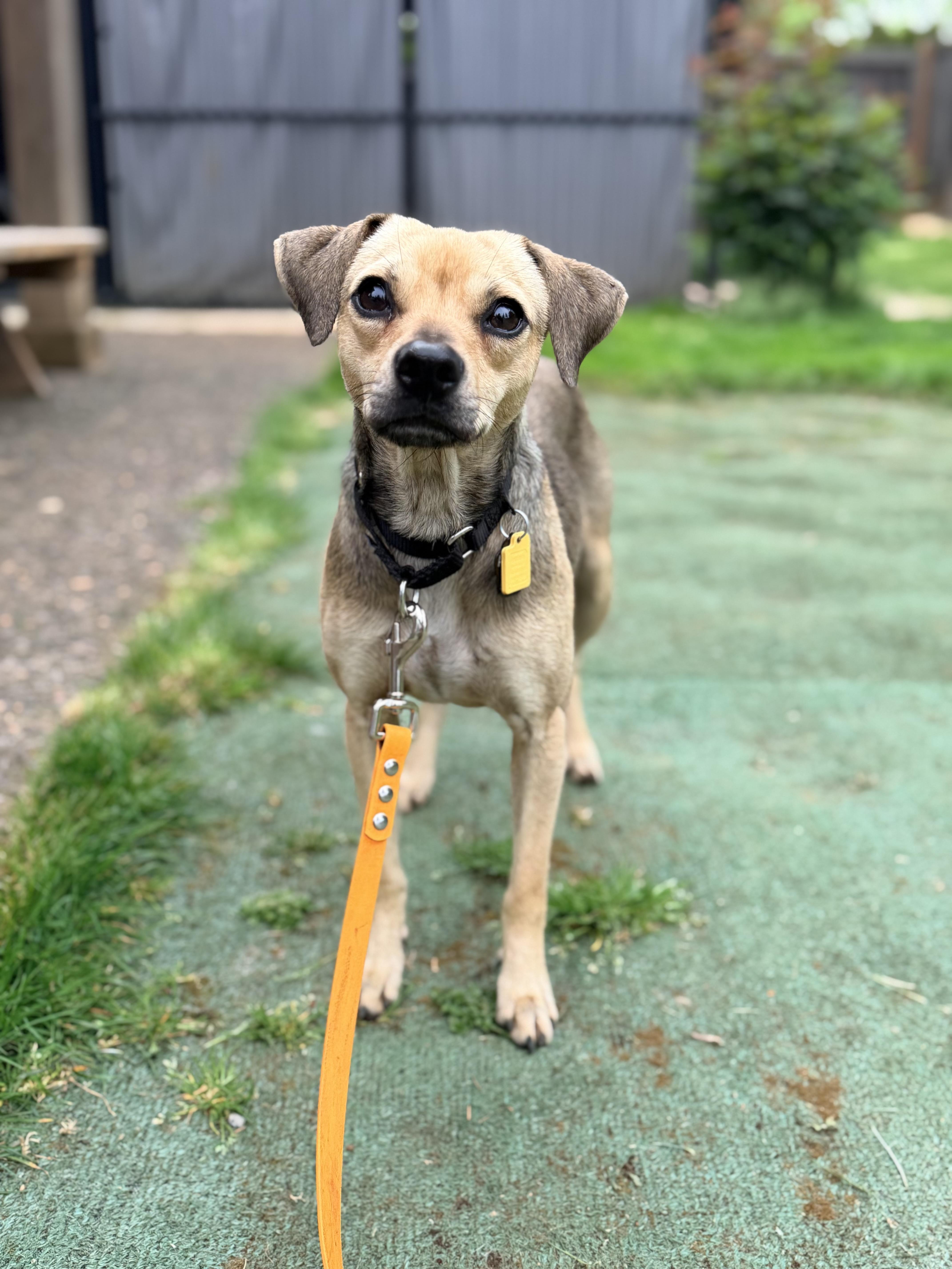 Enlarge Melba, a ADOPTABLE mixed breed in Beavercreek, OR image 4/6