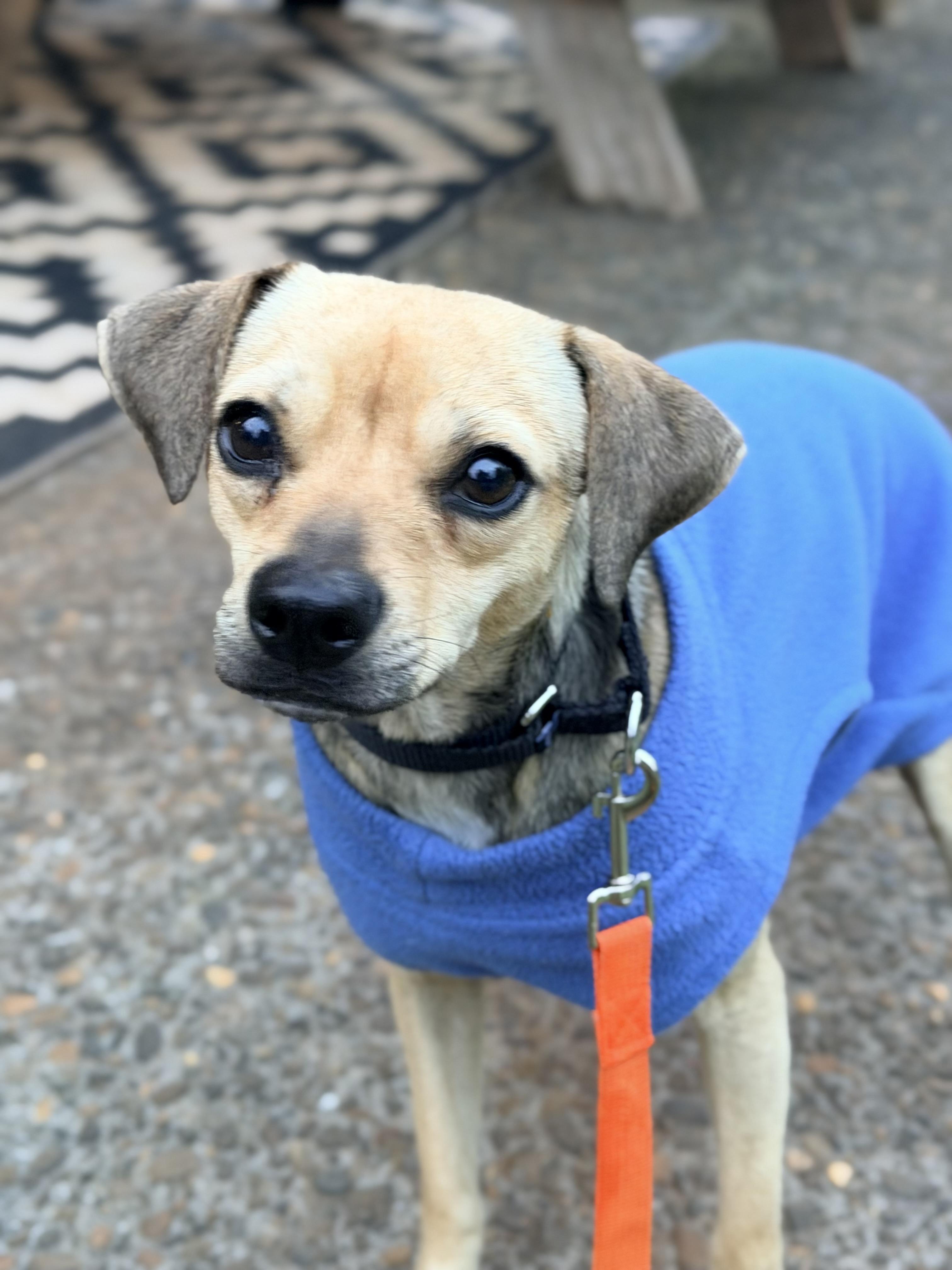Melba, ADOPTABLE, Adult Female Chihuahua & Pug.