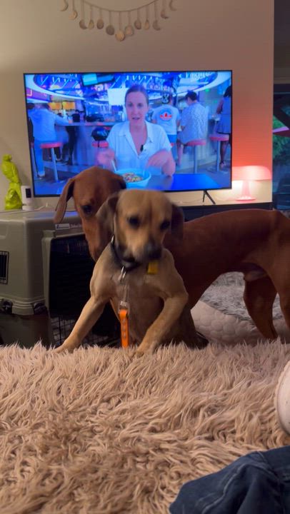 Enlarge Melba, a ADOPTABLE mixed breed in Beavercreek, OR video 6/6