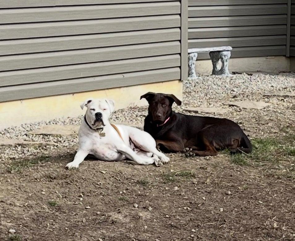 Enlarge Baylee!!, a ADOPTABLE mixed breed in Celina, OH image 6/6