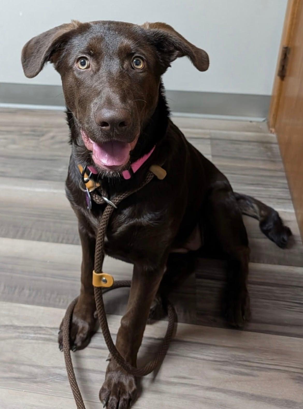 Enlarge Baylee!!, a ADOPTABLE mixed breed in Celina, OH image 1/6