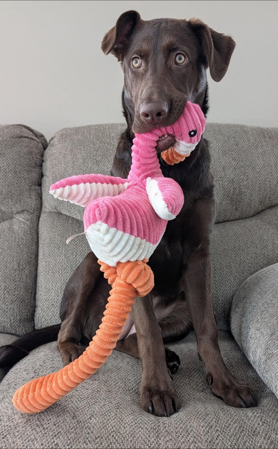 Enlarge Baylee!!, a ADOPTABLE mixed breed in Celina, OH image 4/6