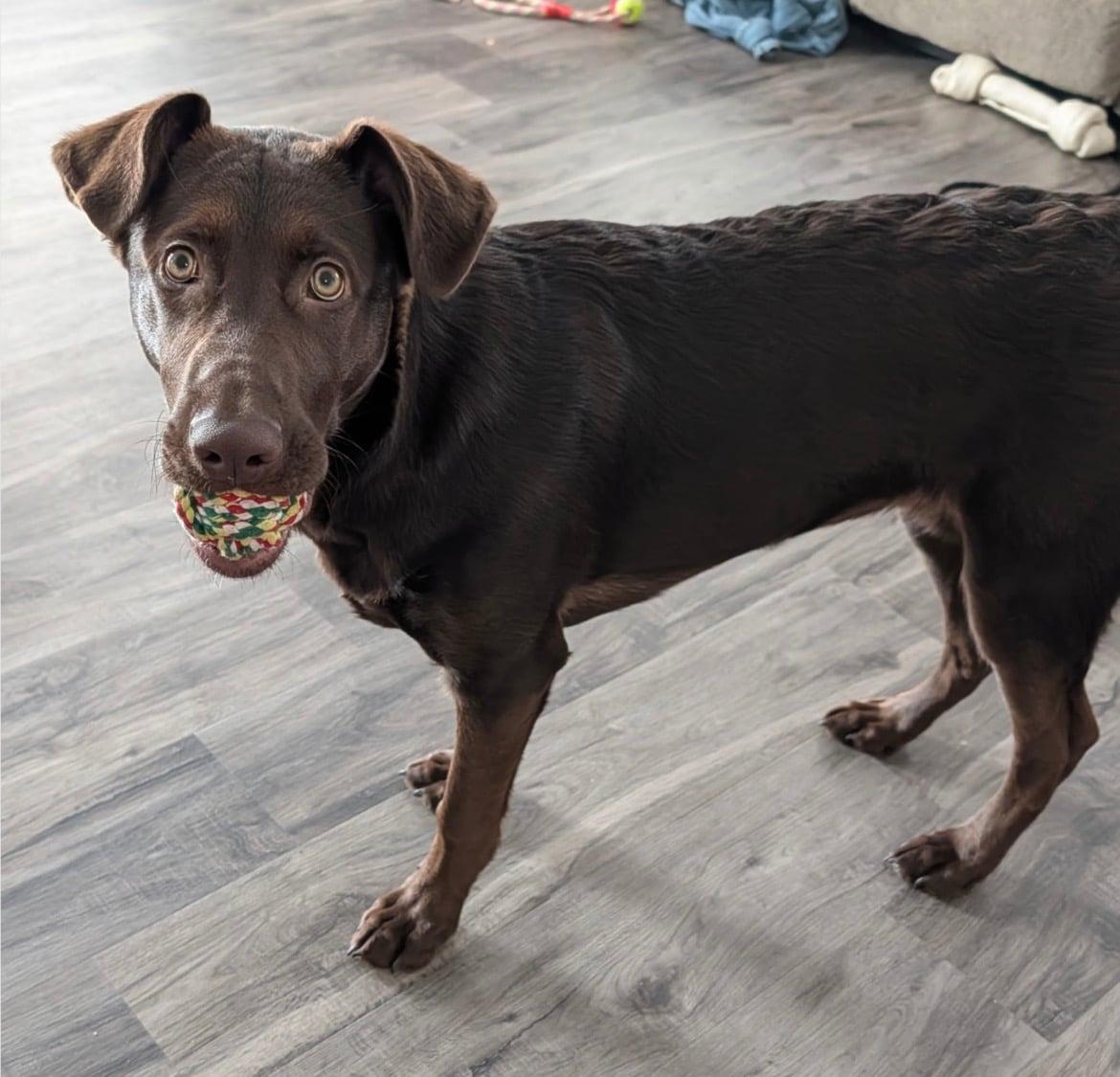 Enlarge Baylee!!, a ADOPTABLE mixed breed in Celina, OH image 2/6