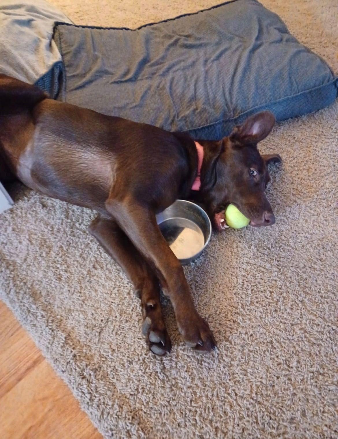 Enlarge Baylee!!, a ADOPTABLE mixed breed in Celina, OH image 5/6