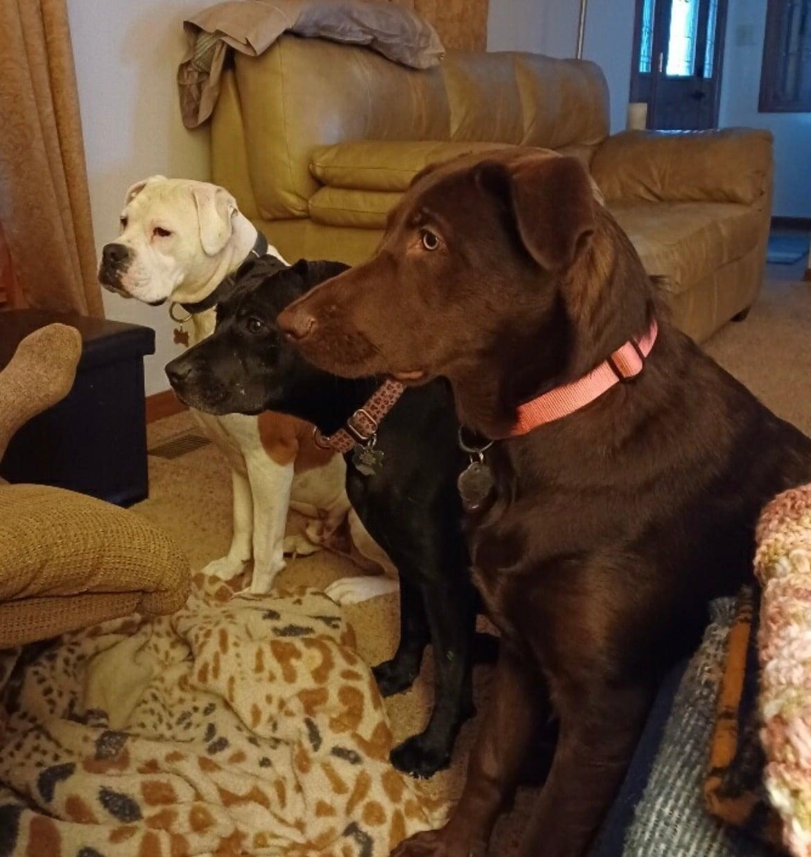 Enlarge Baylee!!, a ADOPTABLE mixed breed in Celina, OH image 3/6