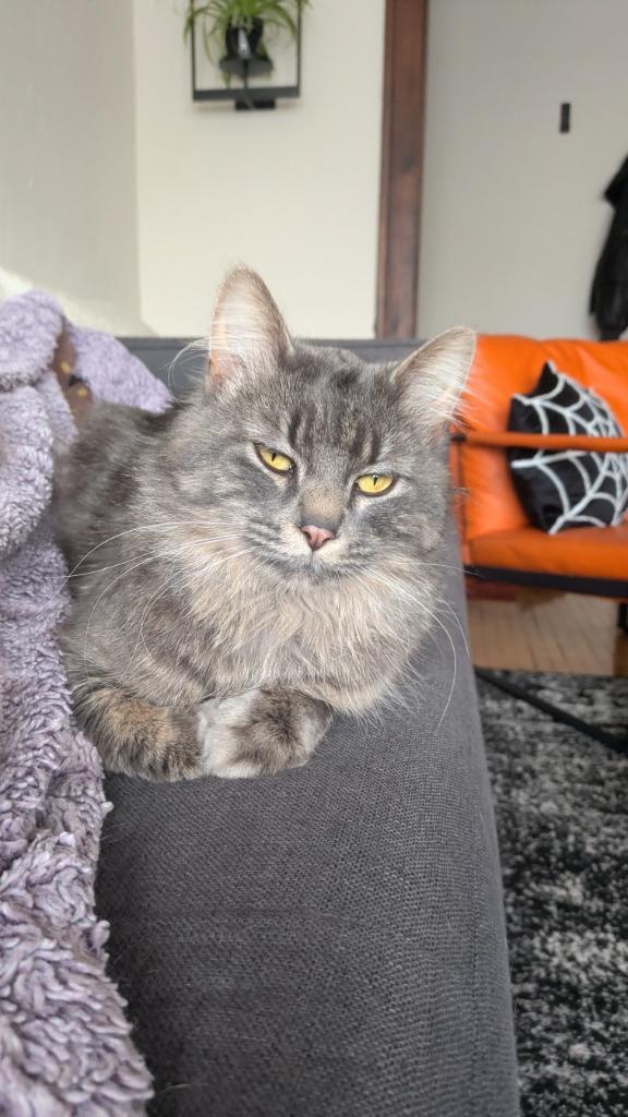 Lovell, Adoptable, Adult Male Domestic Medium Hair.
