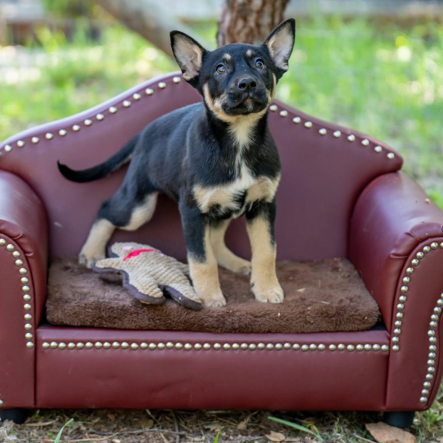 Enlarge Sunflower Litter - Boys, a ADOPTABLE mixed breed in Placerville, CA image 4/4