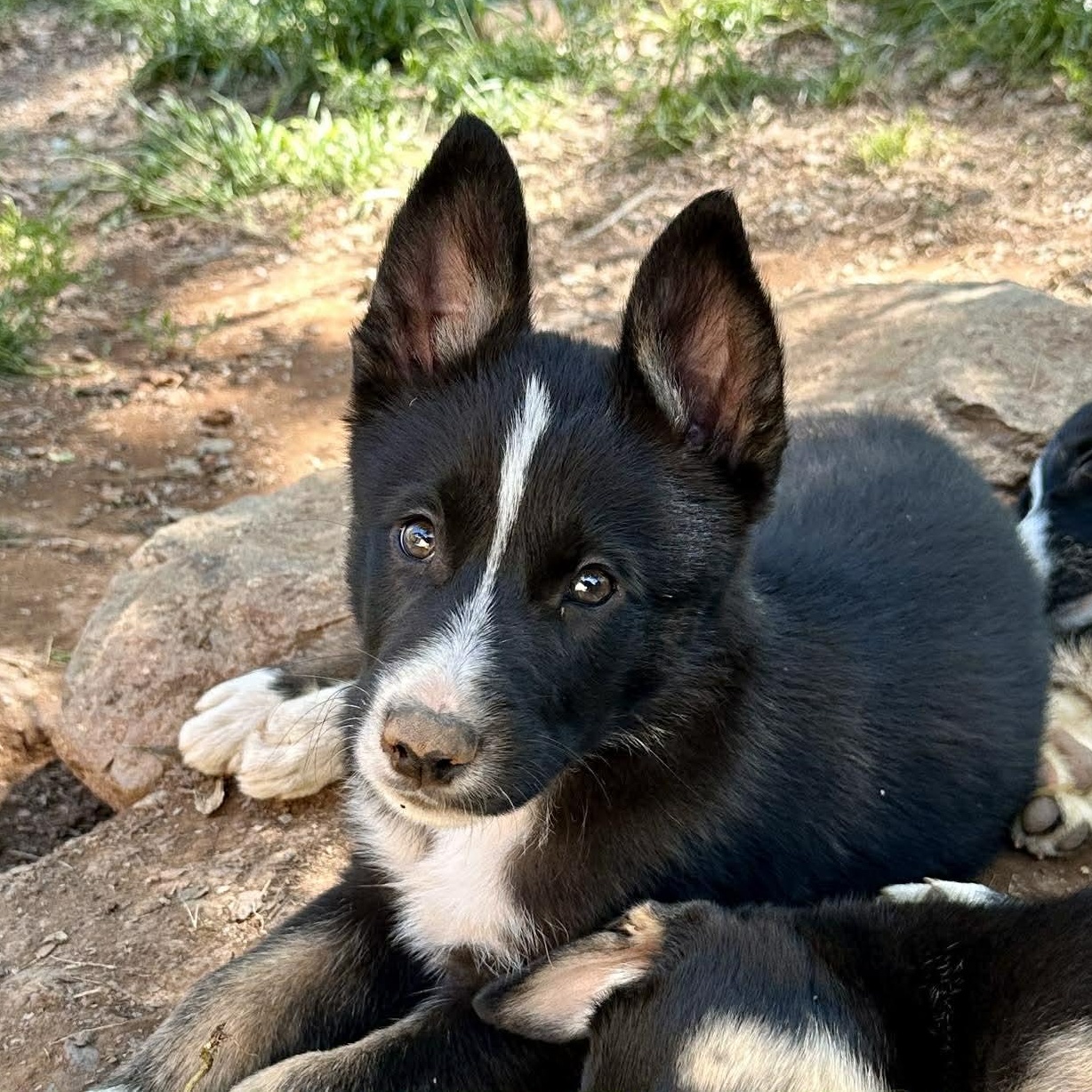Sunflower Litter - Boys, ADOPTABLE, Puppy Male Border Collie & Mixed Breed.