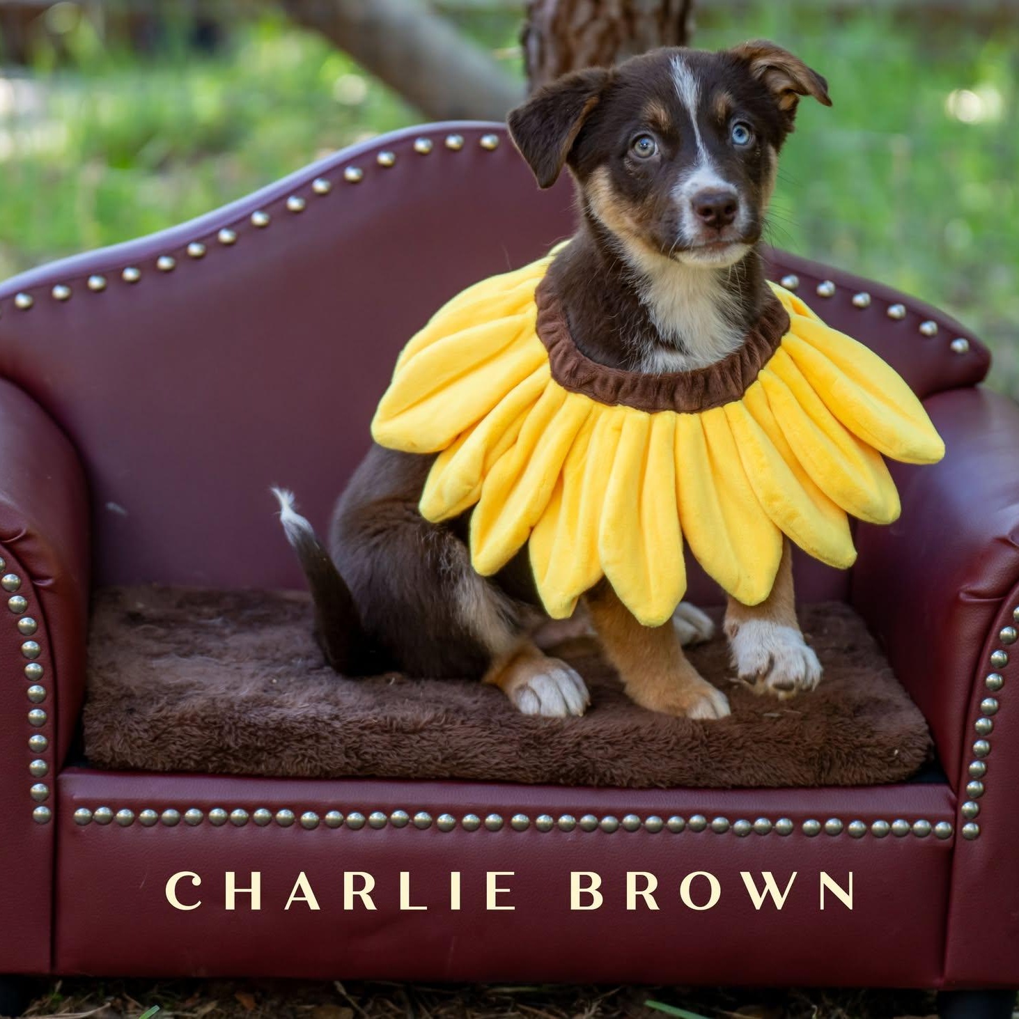 Enlarge Sunflower Litter - Boys, a ADOPTABLE mixed breed in Placerville, CA image 3/4
