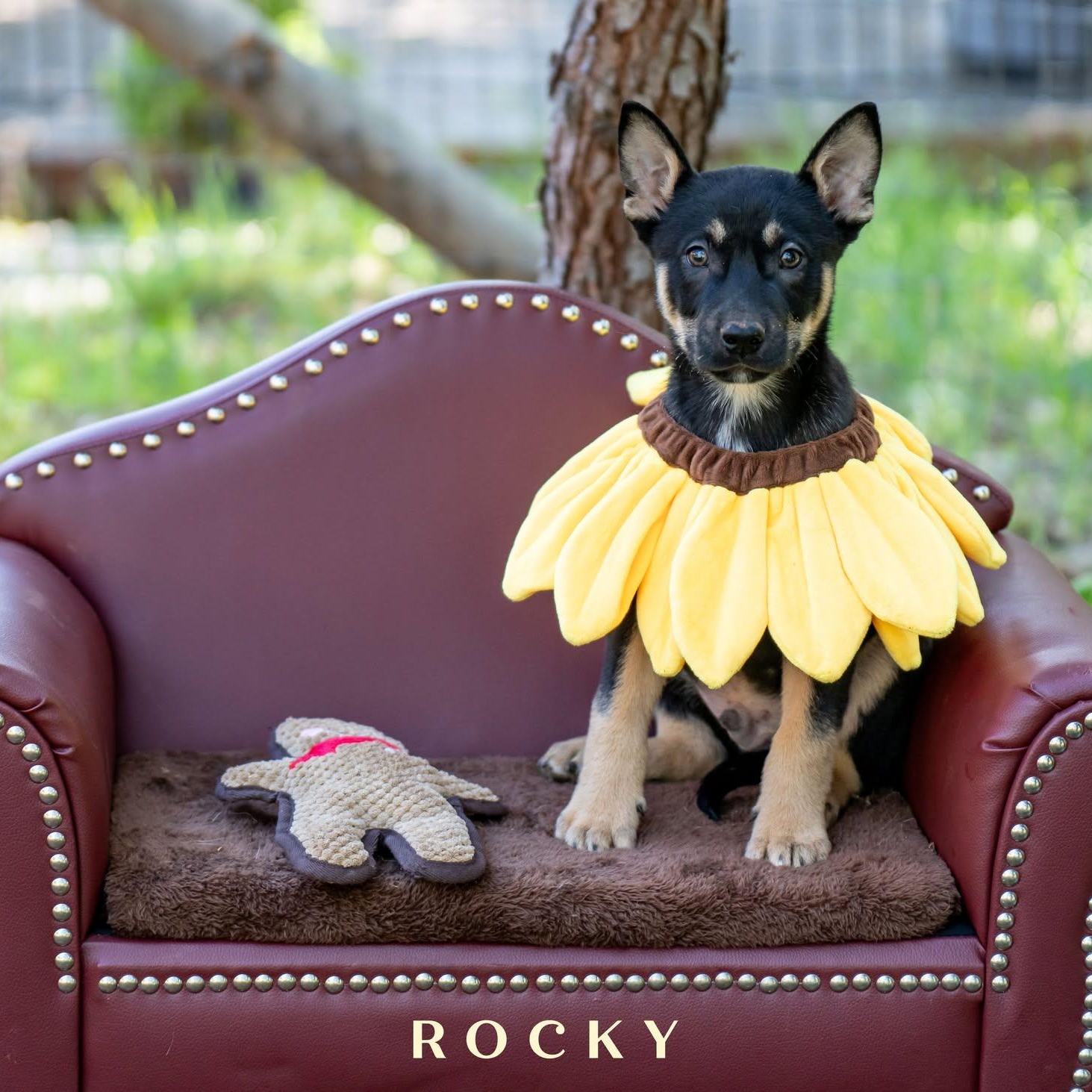 Enlarge Sunflower Litter - Boys, a ADOPTABLE mixed breed in Placerville, CA image 2/4
