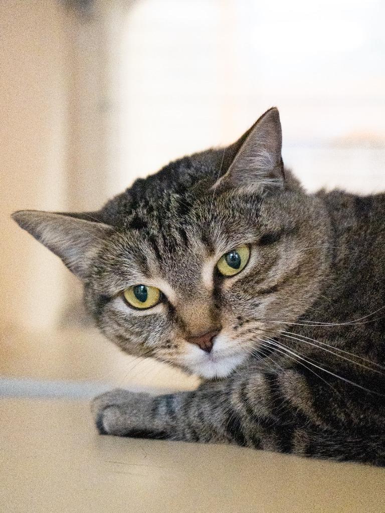 Reba, Adoptable, Adult Female Domestic Short Hair.