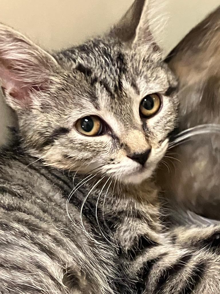 Enlarge Reba, a Adoptable mixed breed in Christiansburg, VA image 2/5