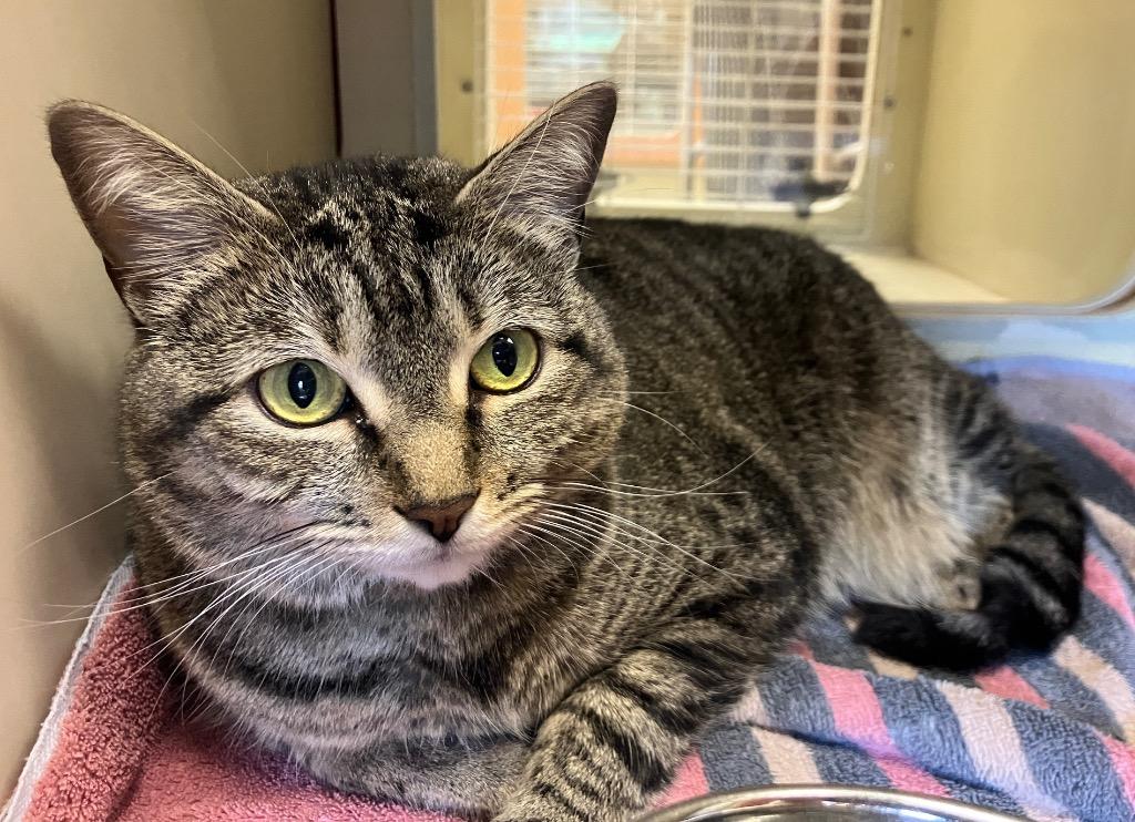 Enlarge Reba, a Adoptable mixed breed in Christiansburg, VA image 3/5
