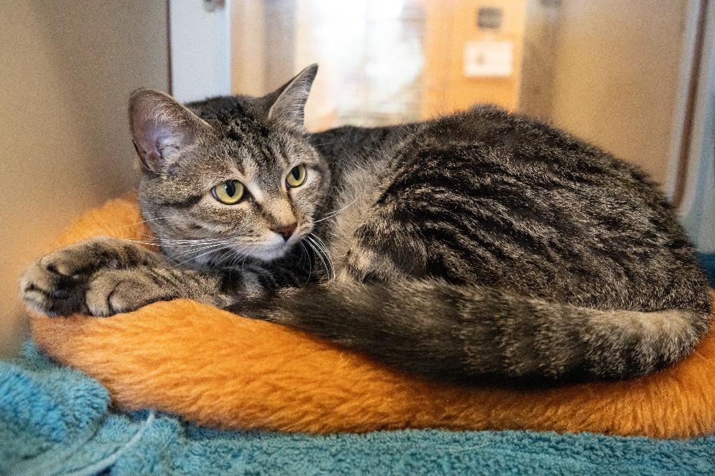 Enlarge Reba, a Adoptable mixed breed in Christiansburg, VA image 5/5