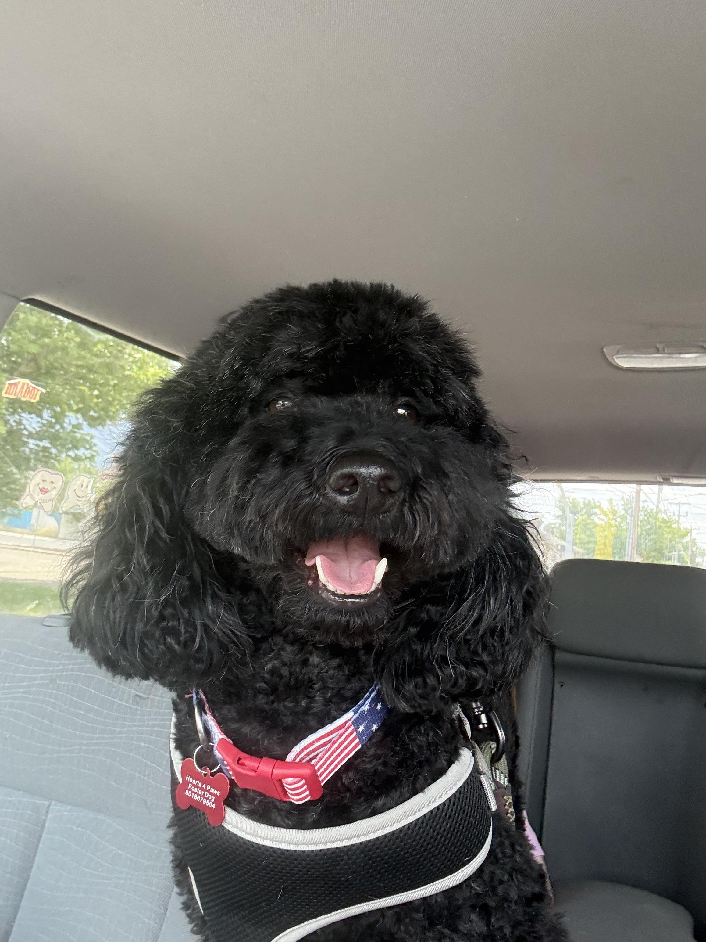 Charlie, an adopted Goldendoodle in West Valley, UT image 4/5