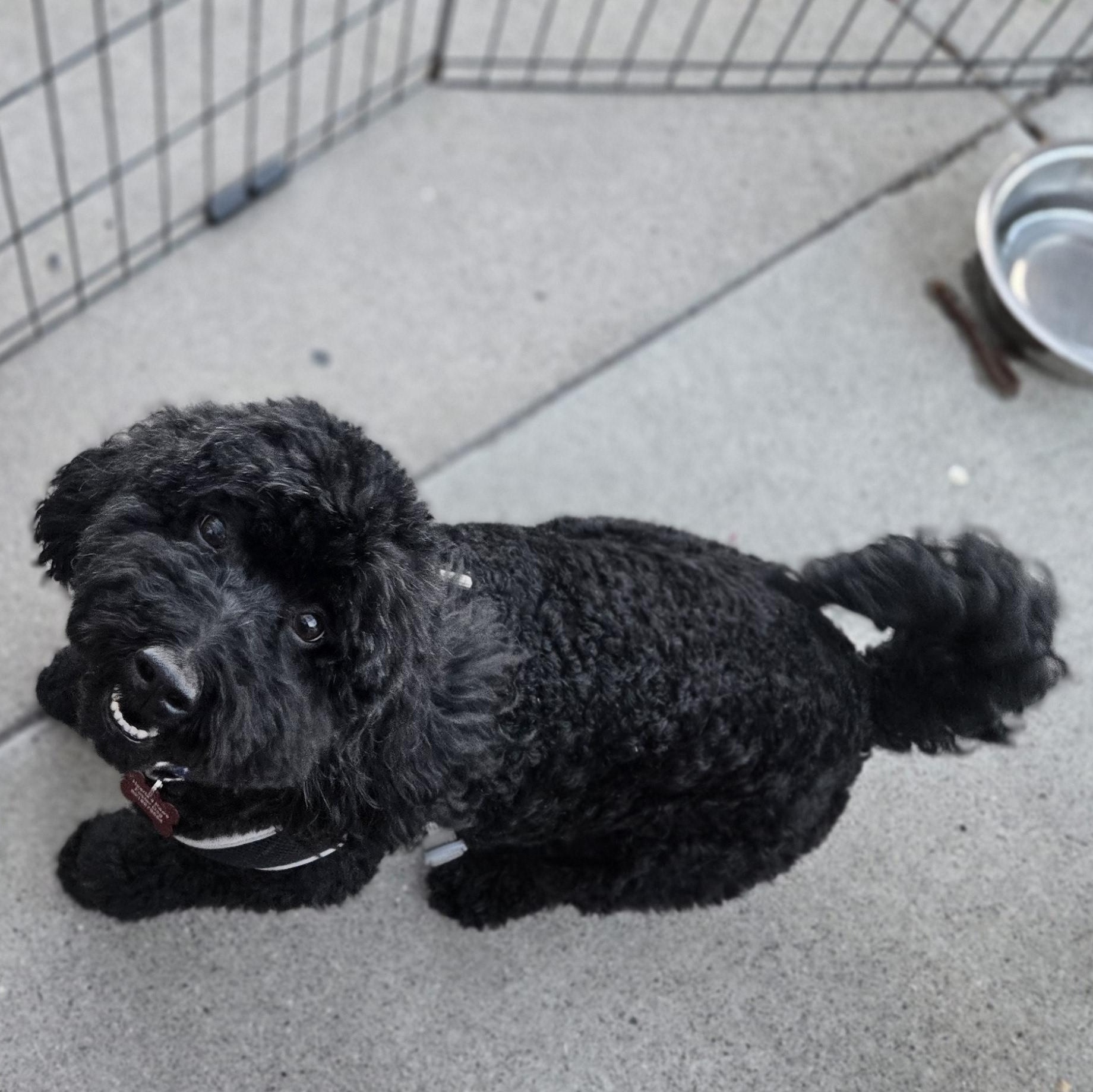 Charlie, an adopted Goldendoodle in West Valley, UT image 3/5