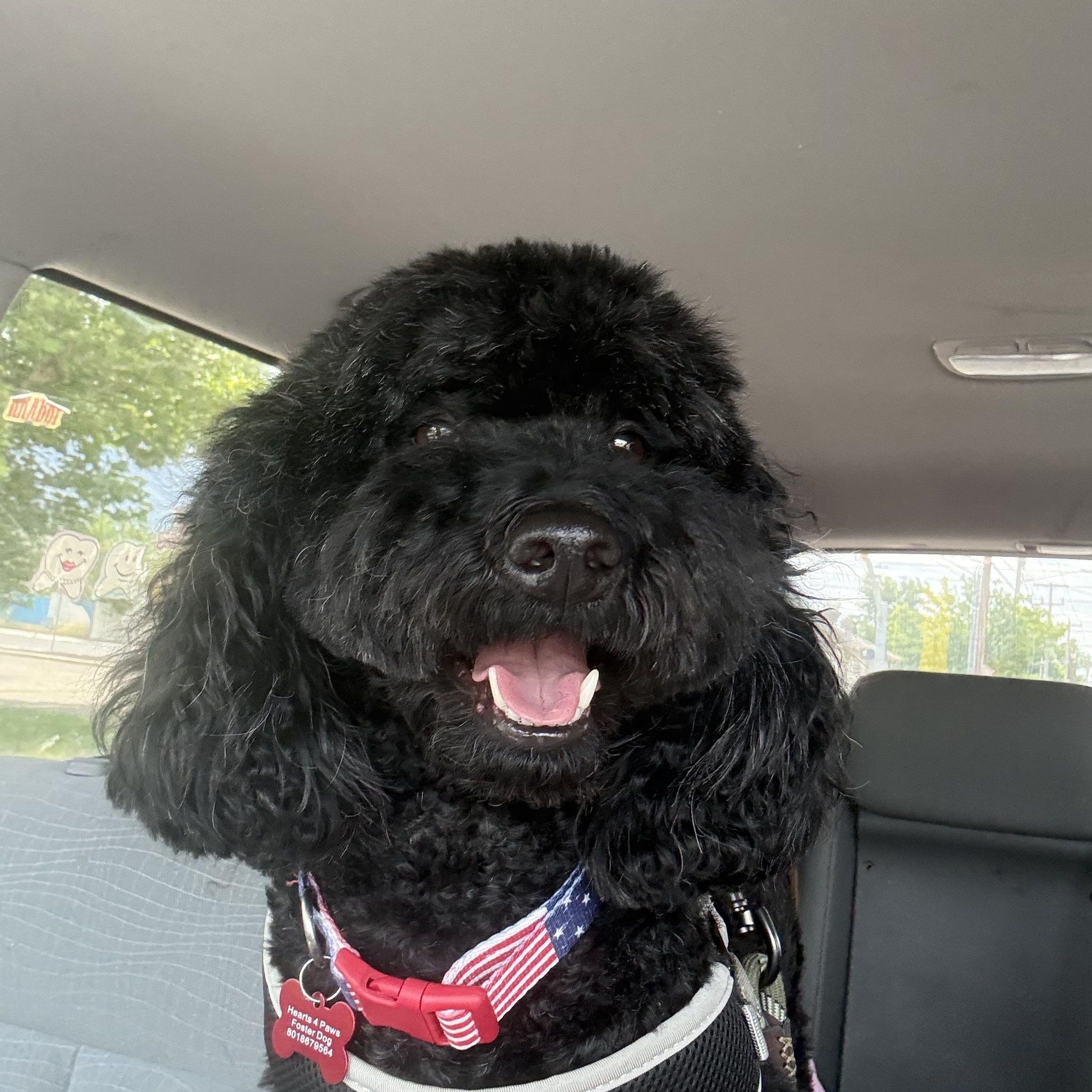 Charlie, an adopted Goldendoodle in West Valley, UT image 1/5