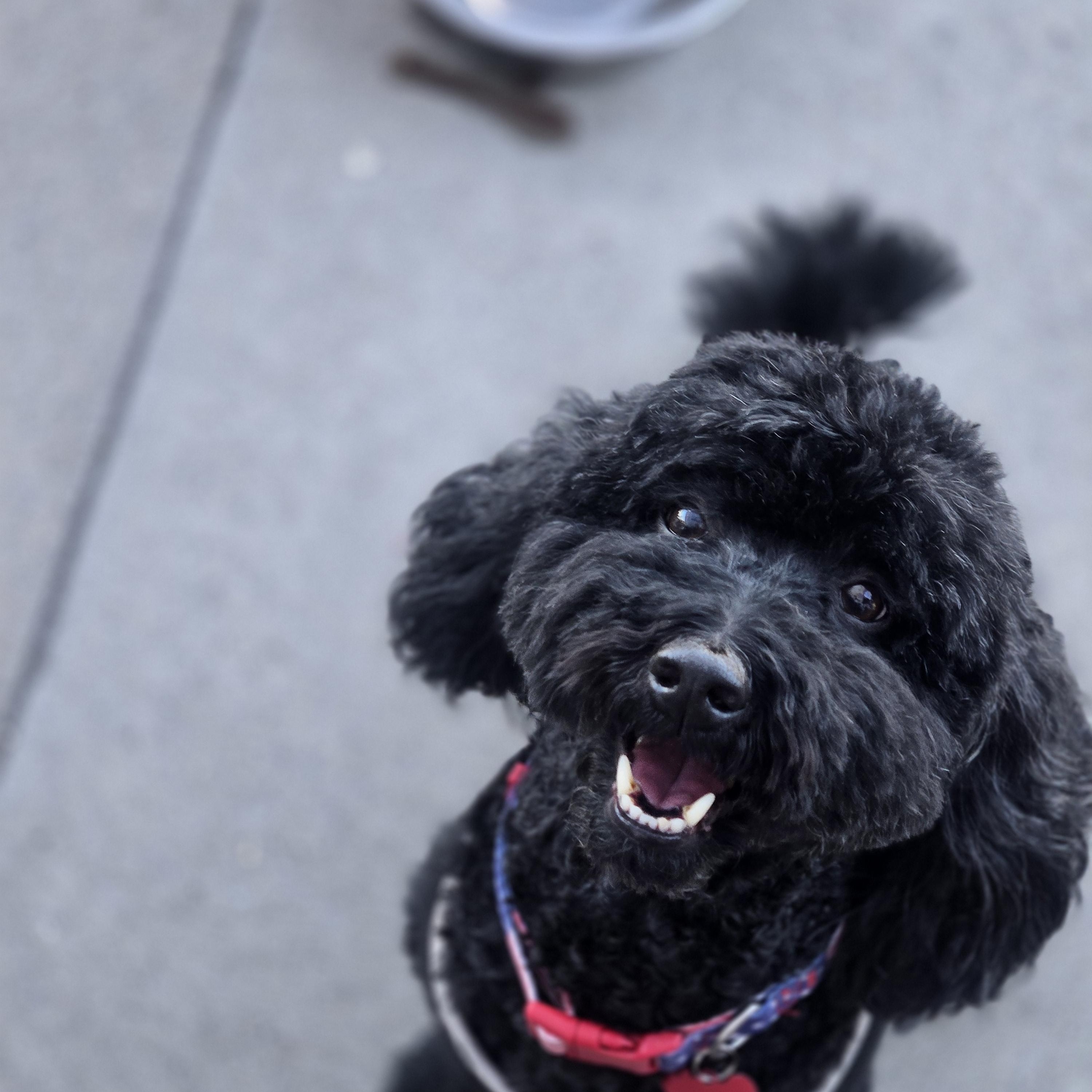 Charlie, an adopted Goldendoodle in West Valley, UT image 5/5